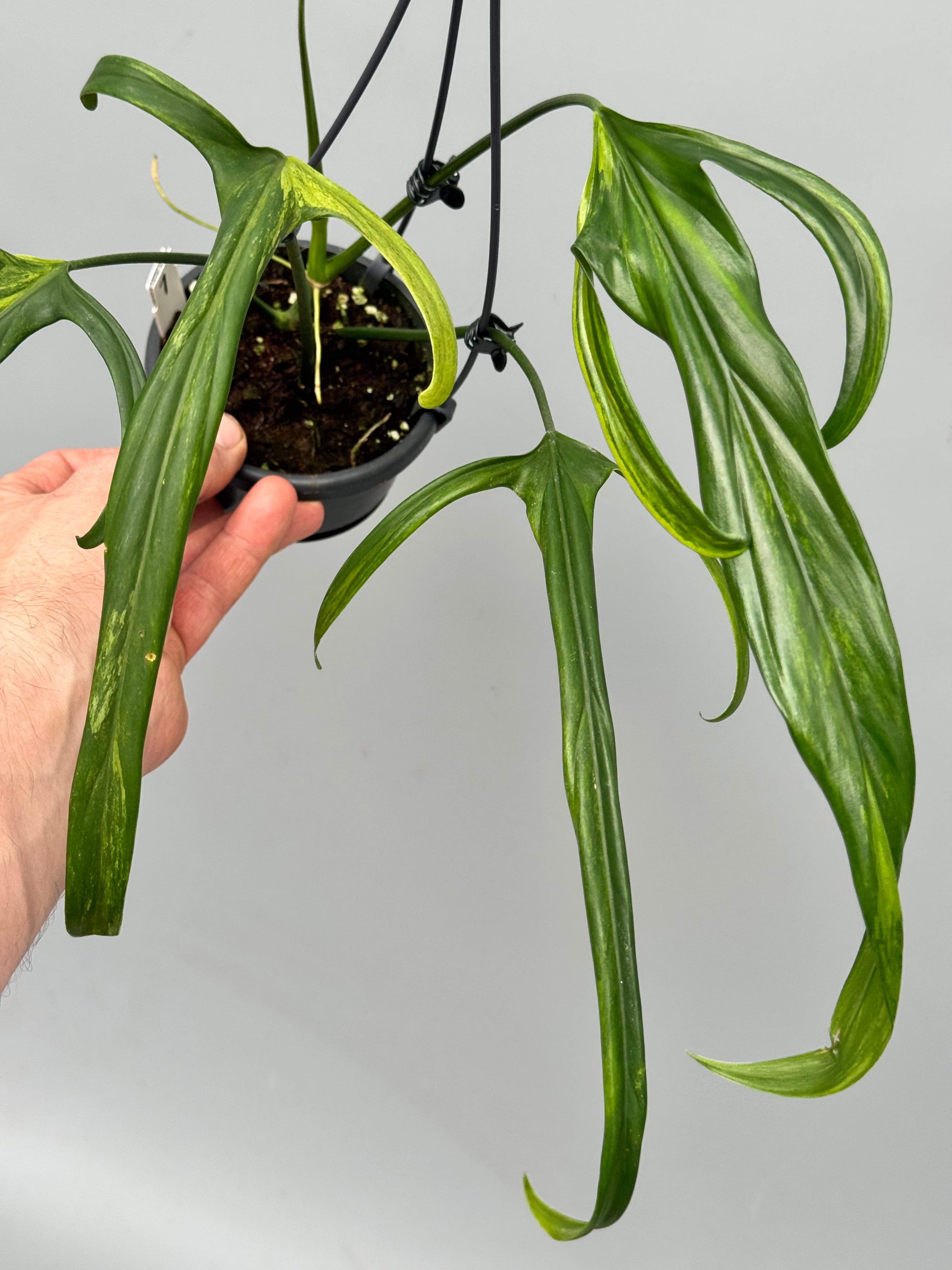 Philodendron holtonianum Variegated