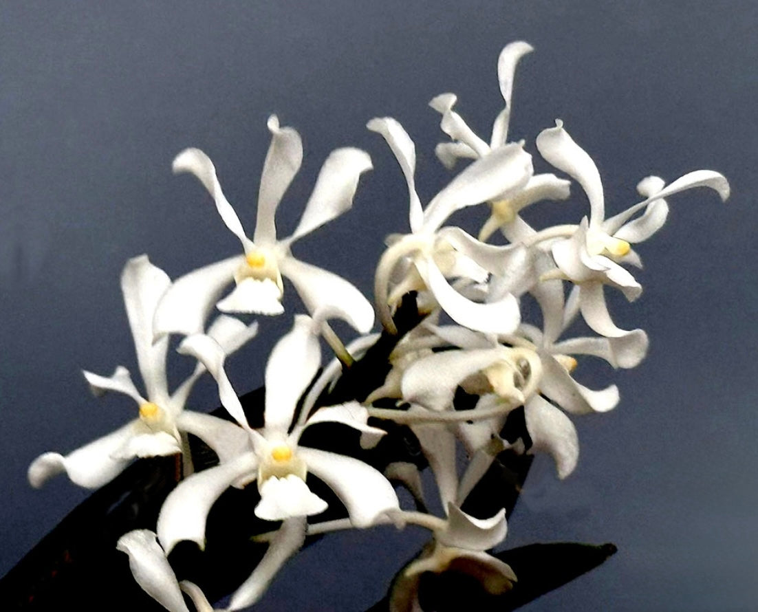 Vanda coerulescens alba