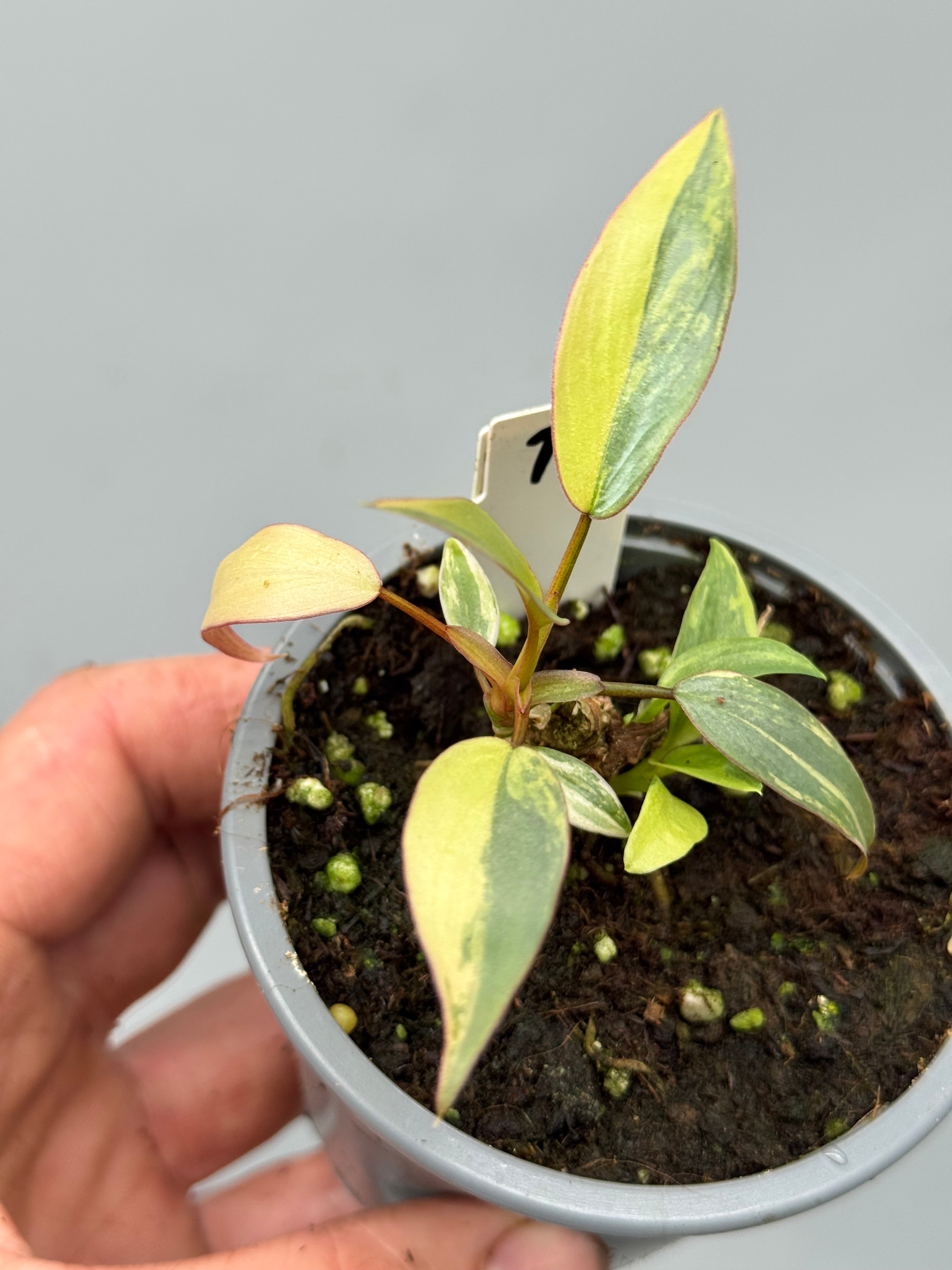 Philodendron atabapoense variegata Pink nr 1