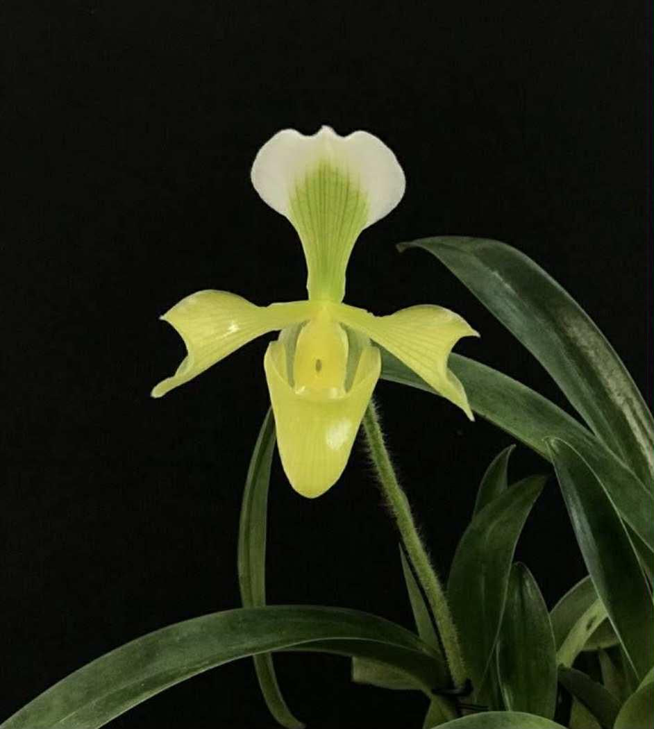 Paphiopedilum villosum f. flava