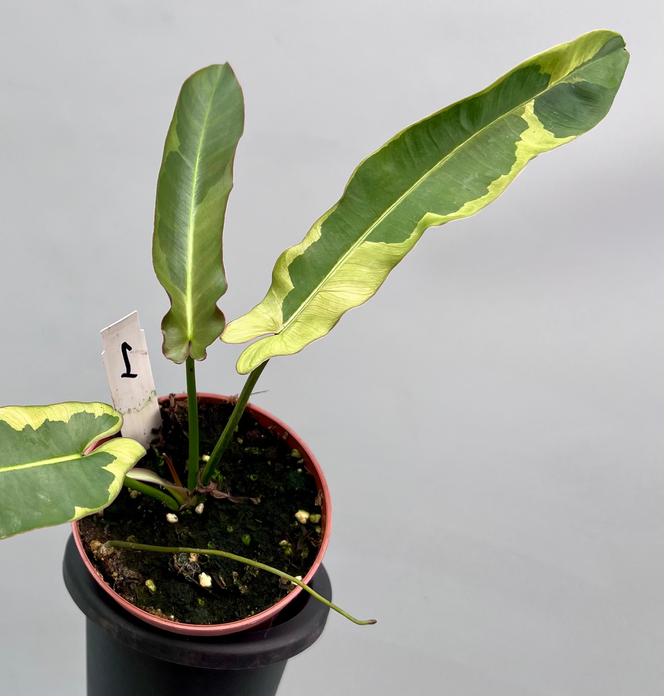 Philodendron atabapoense variegata albo