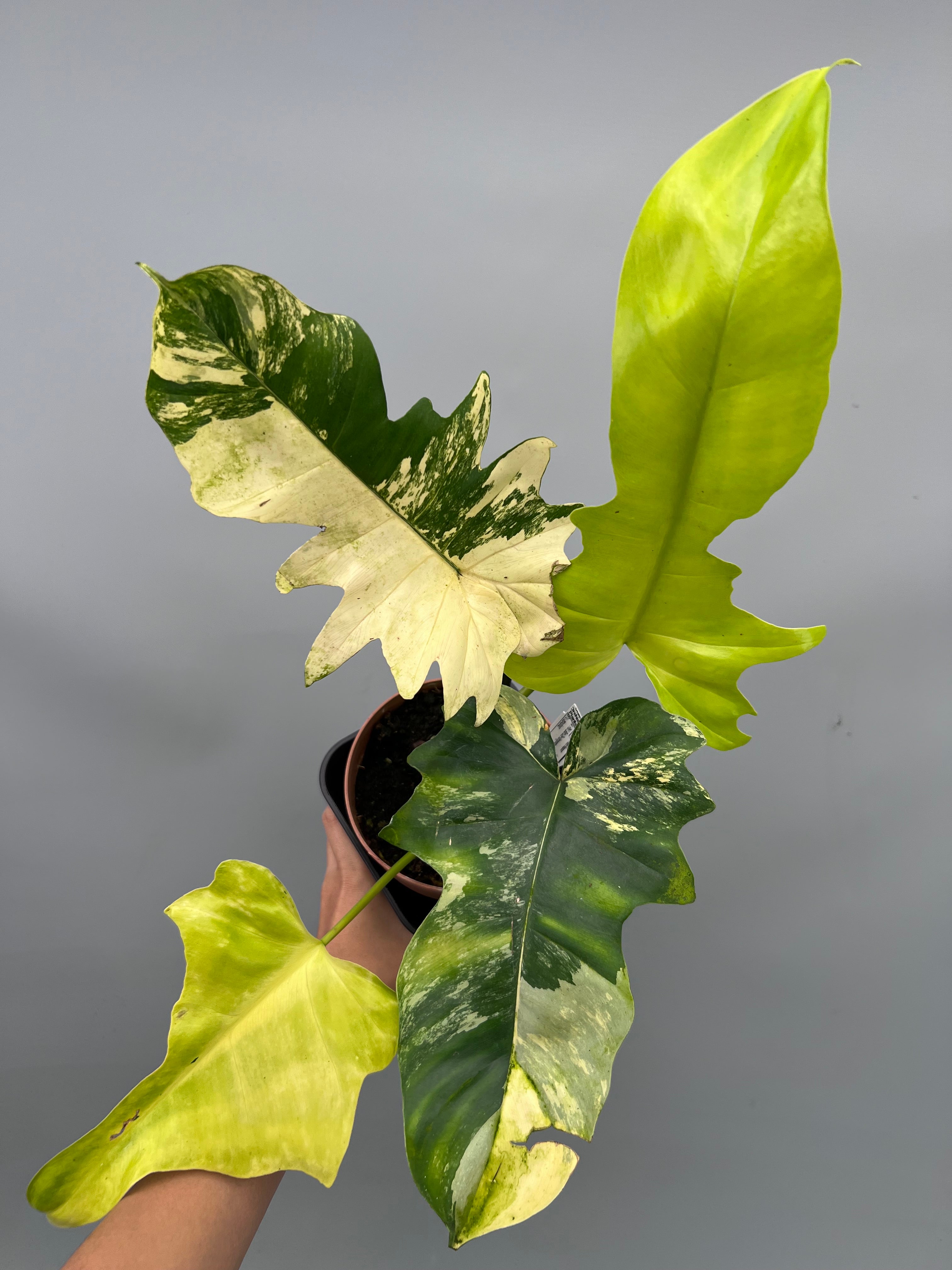 Philodendron Florida Beauty Variegata X Bob Cee Variegata