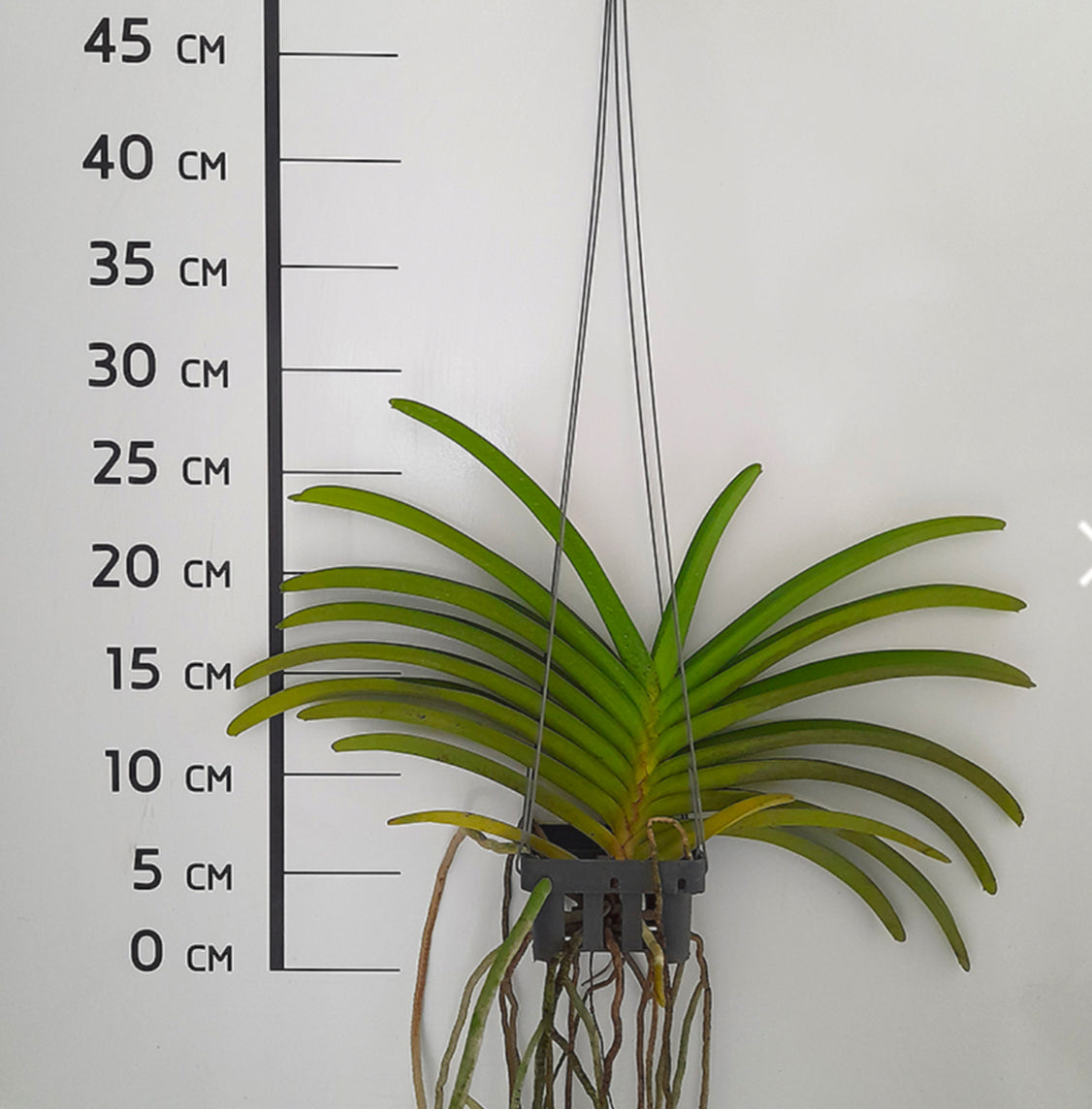 Aerides rosea " XL Big Plant"