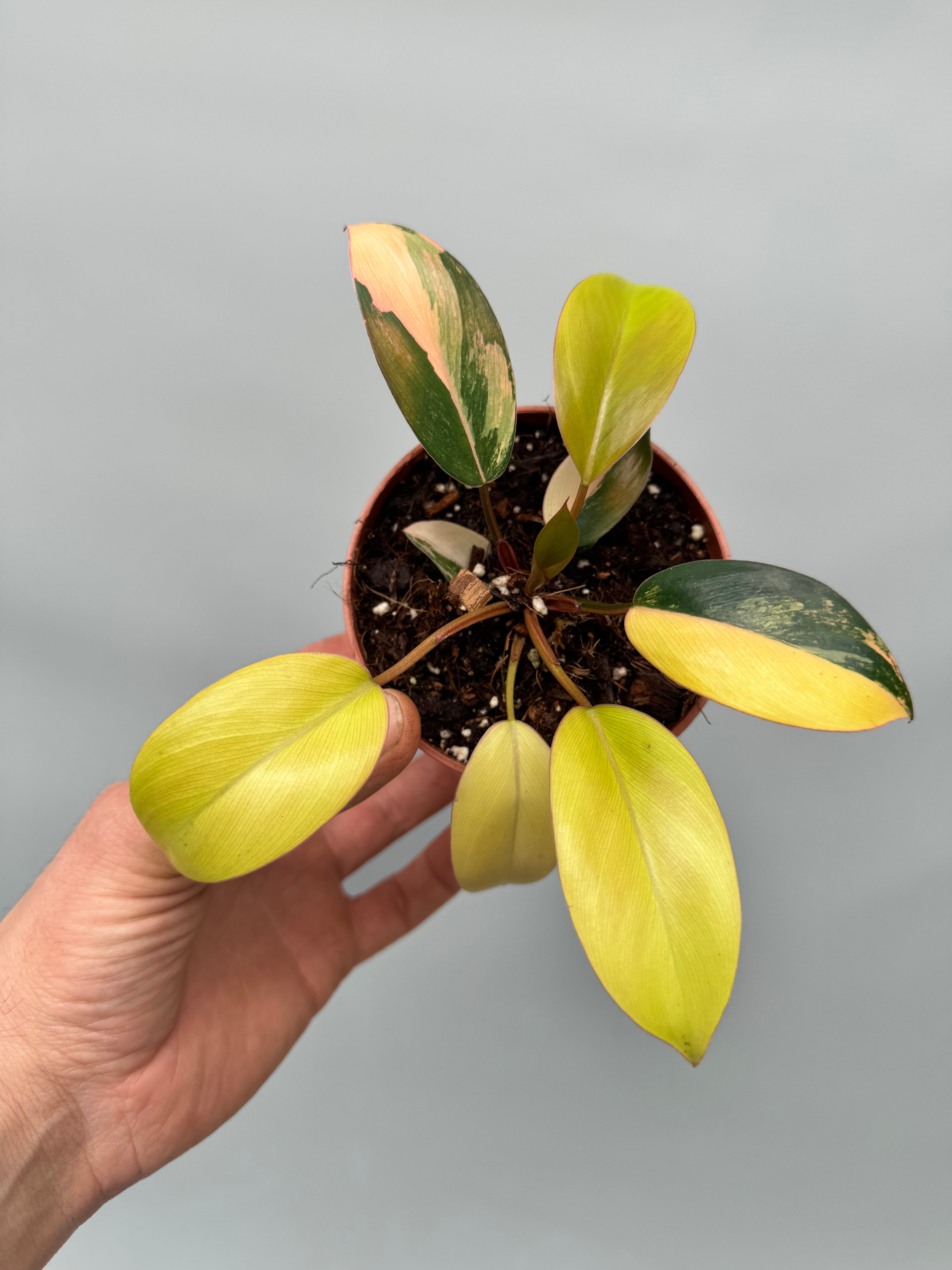 Philodendron Green Congo Variegata