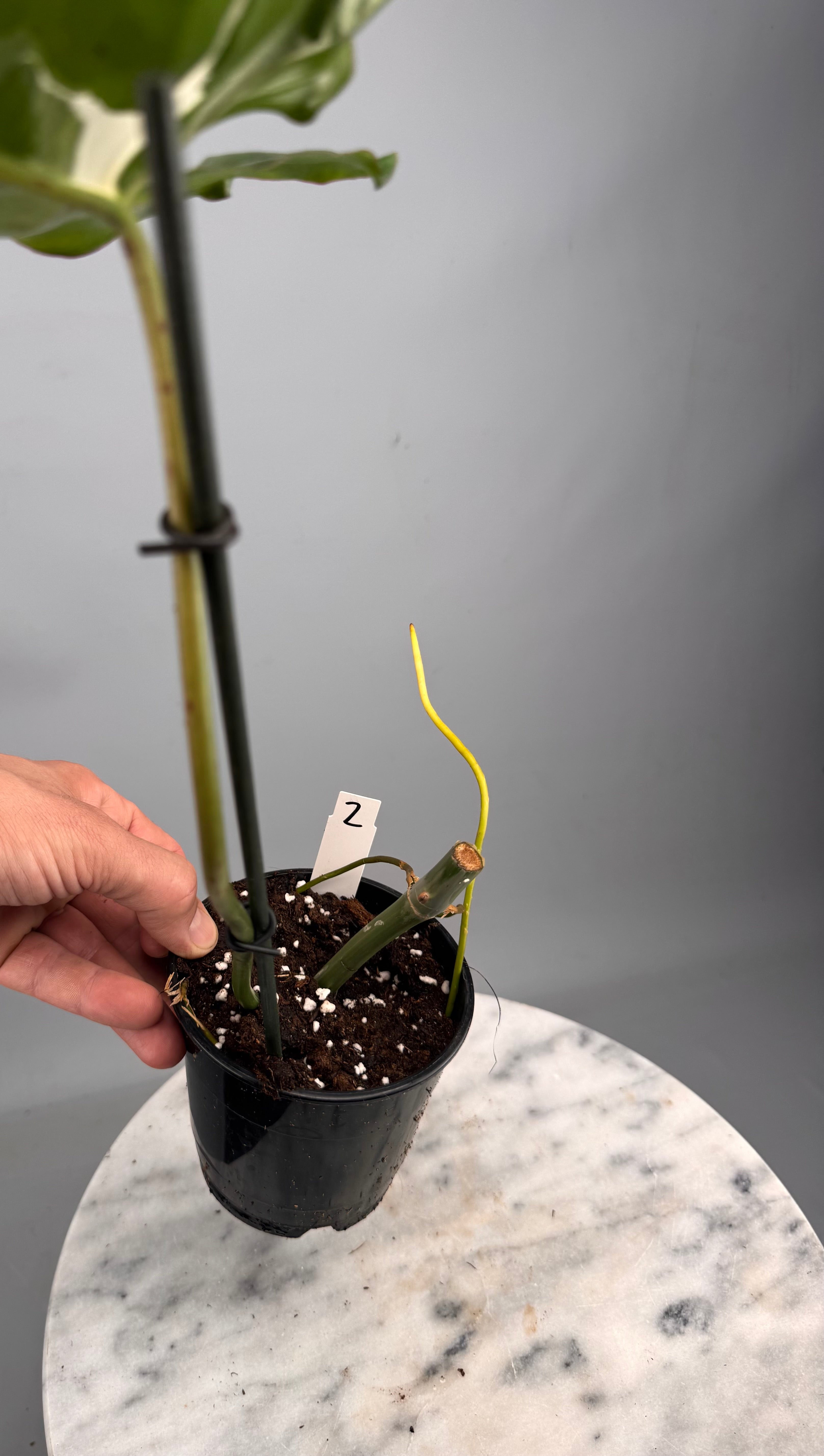 Philodendron Paraiso Verde Variegata Albo (1 Leaves) Cutting