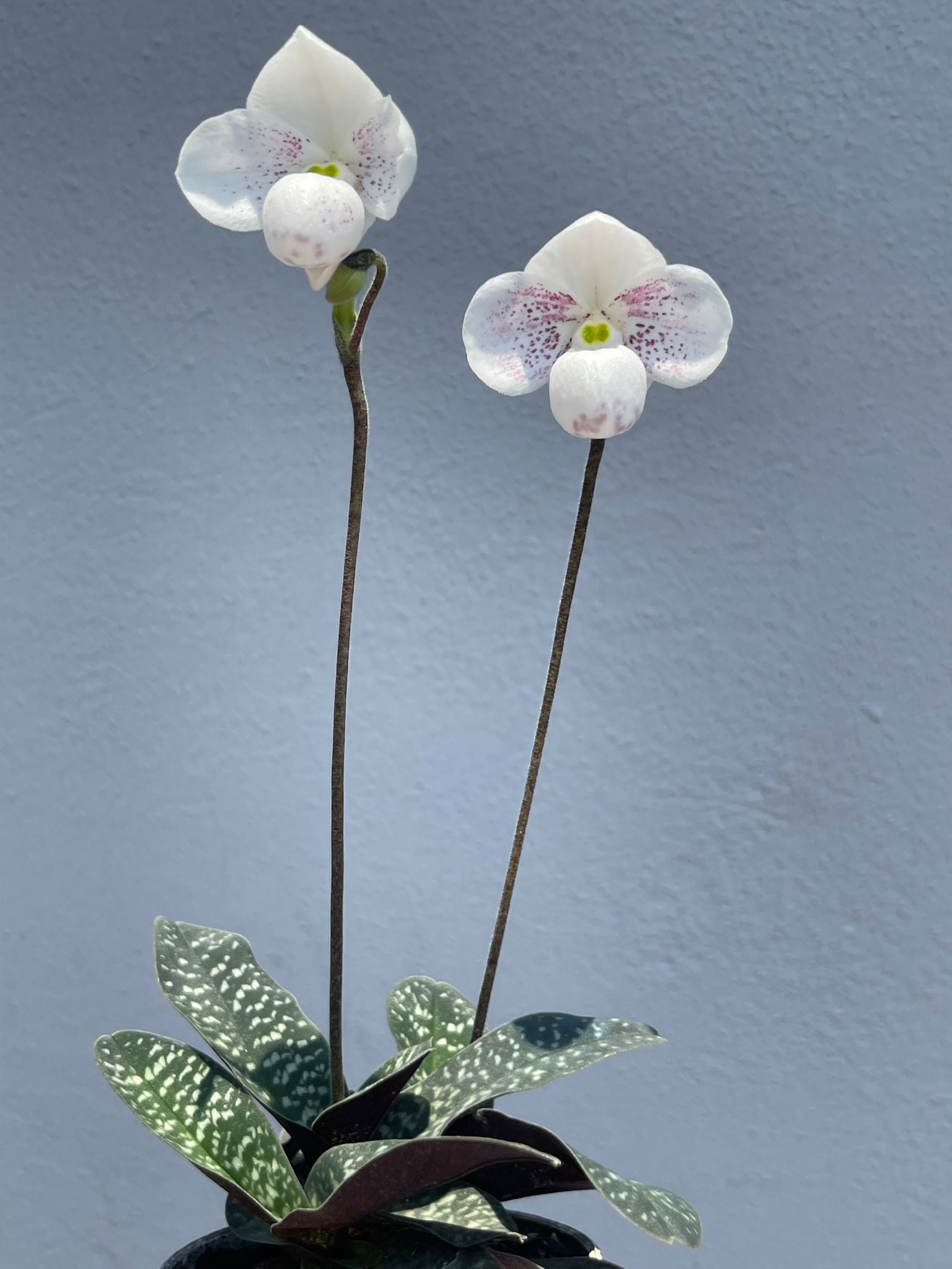 Paphiopedilum thaianum ‘Pink Flame’ (Nr 1)