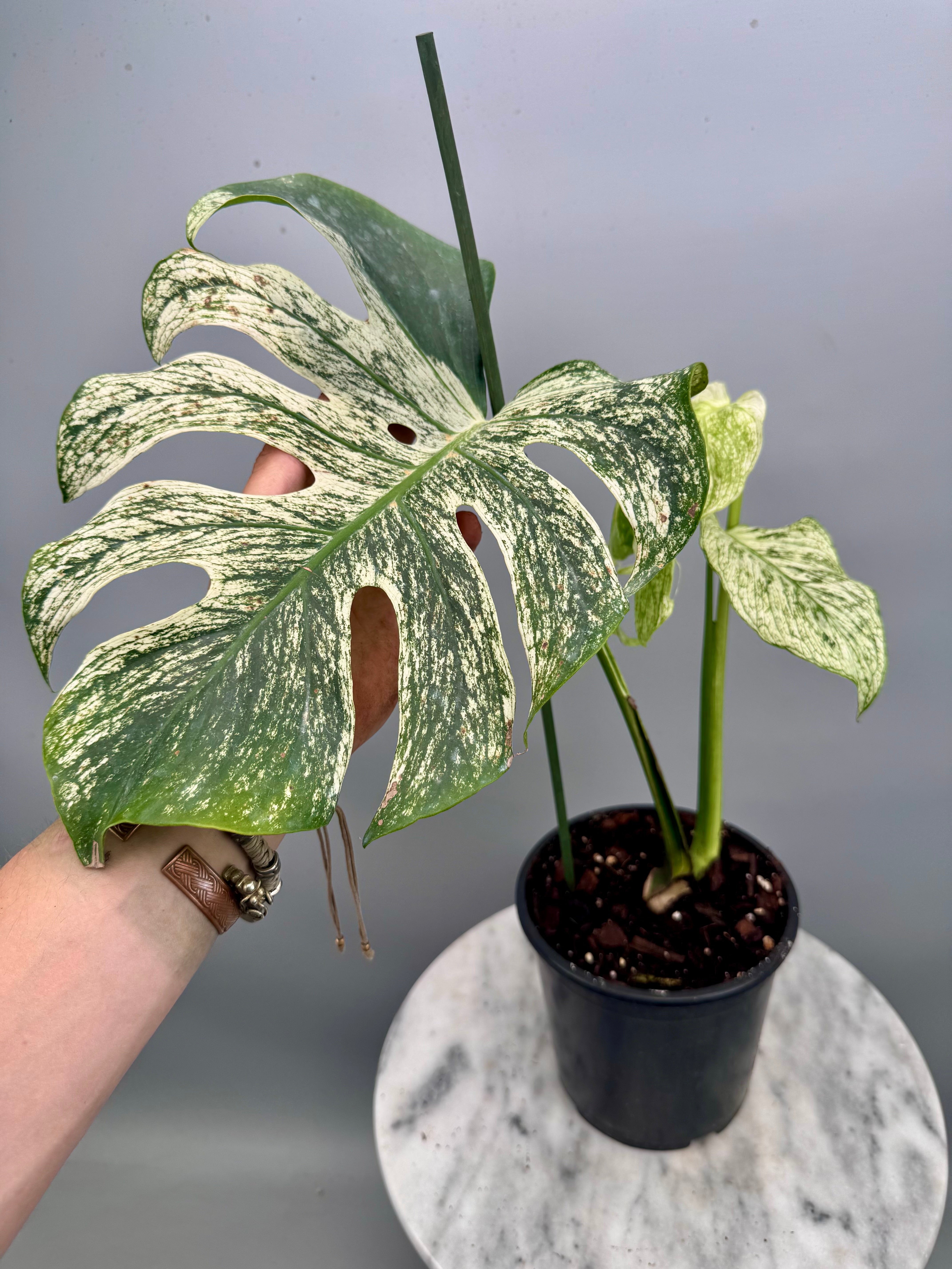 Monstera ‘Devil Monster’ Nr 2