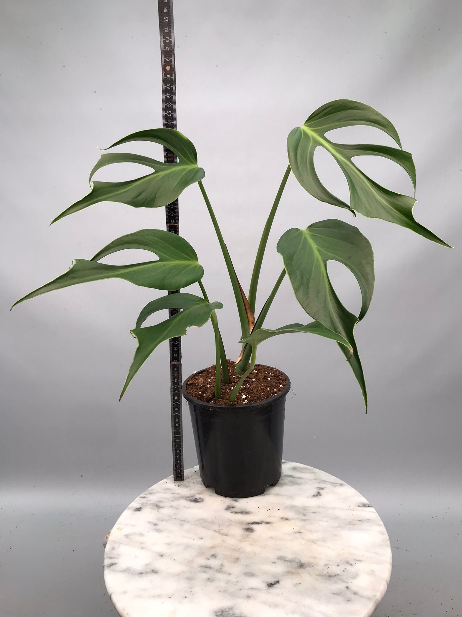 Monstera 'Burle Marx Flame' XL (4-5 Big Leaves)