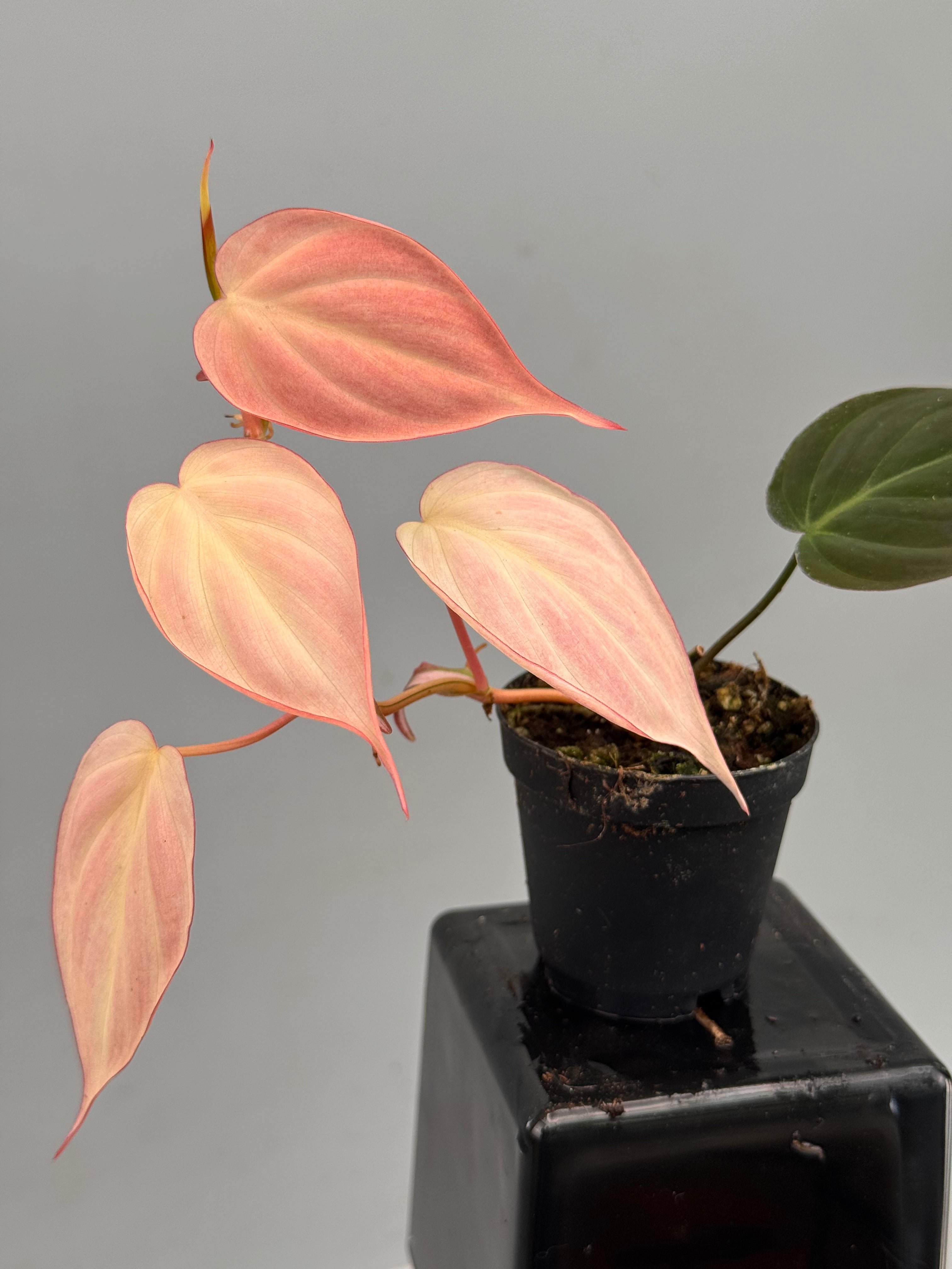 Philodendron micans pink variegated