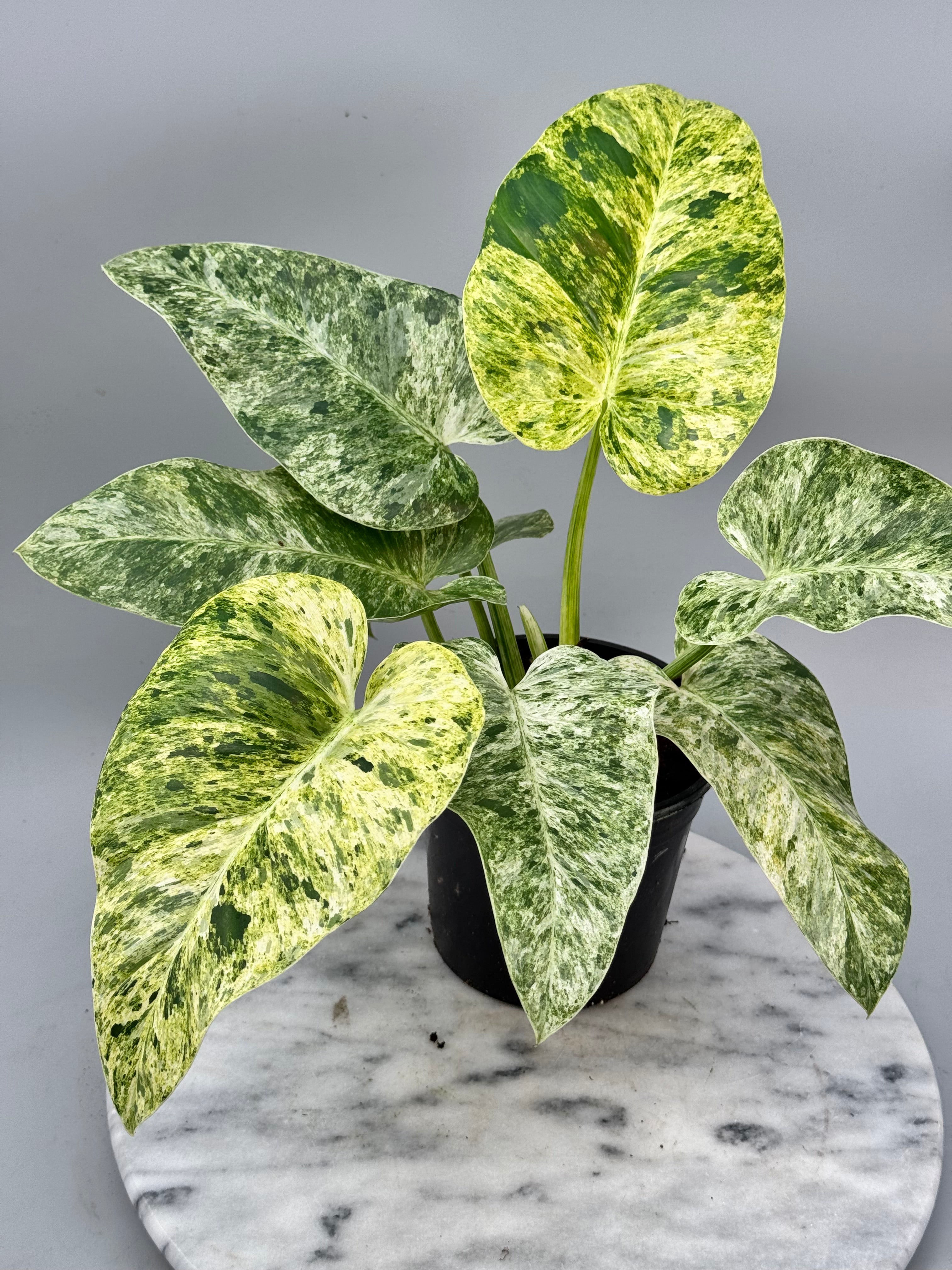 Philodendron Giganteum Weniger Variegata