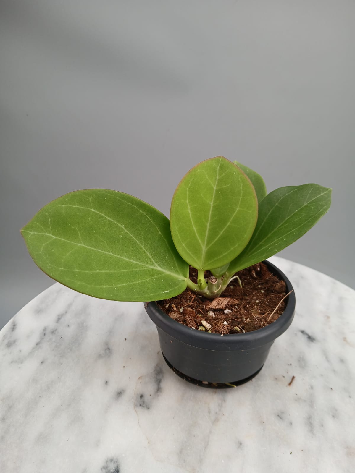 Hoya Pachyclada "White" Big Leaves