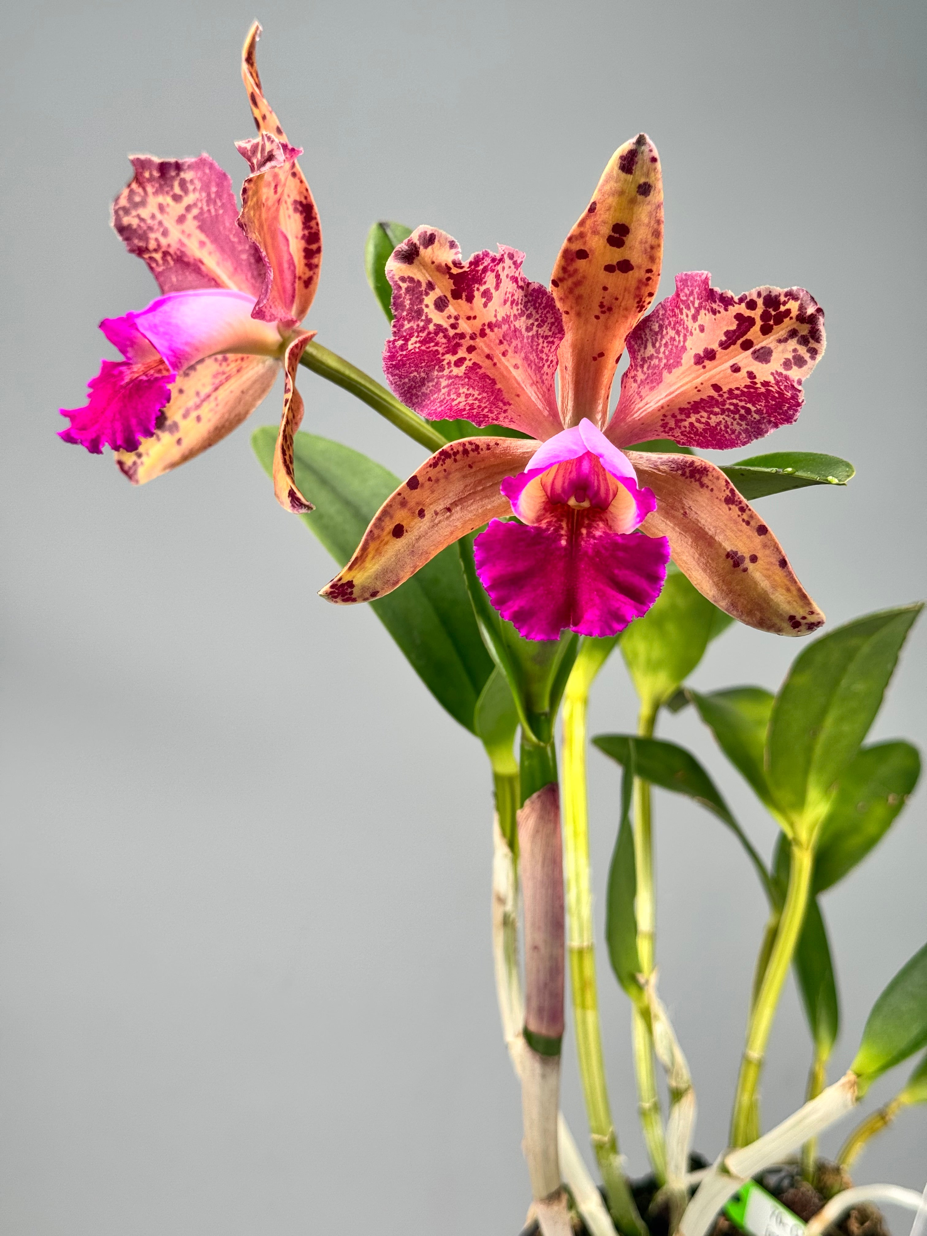 Blc. Durigan Dracco