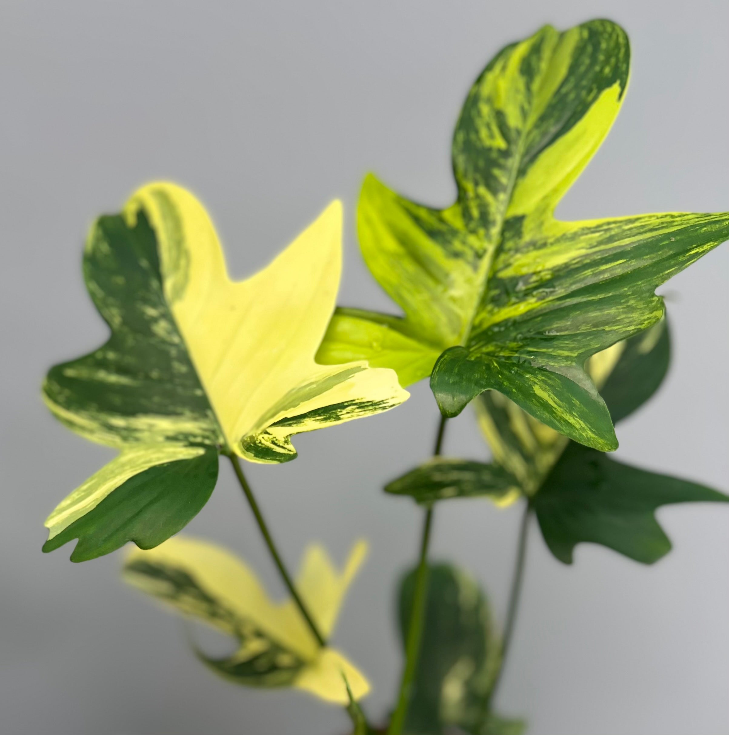 philodendron blätter gelb Philodendron squamiferium variegated (Nr 1.2)