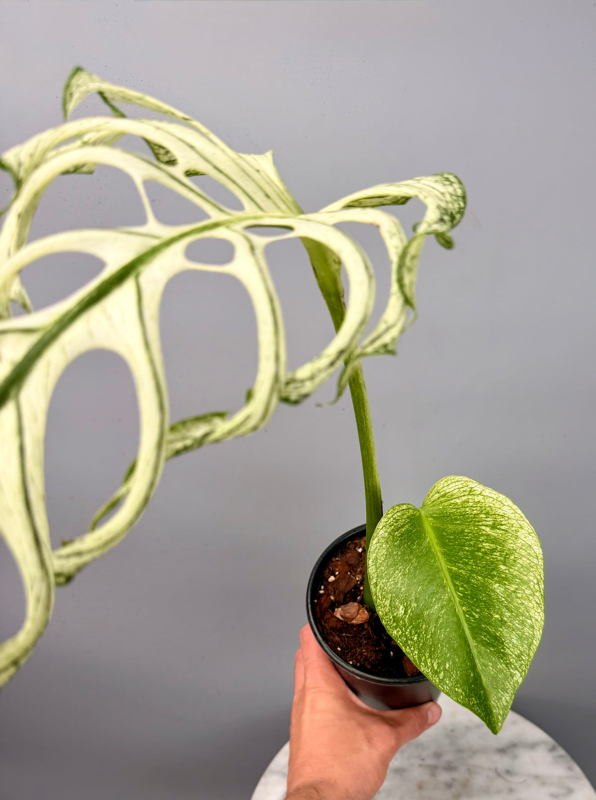 Monstera ‘Devil Monster’ (Leaf Cutting)