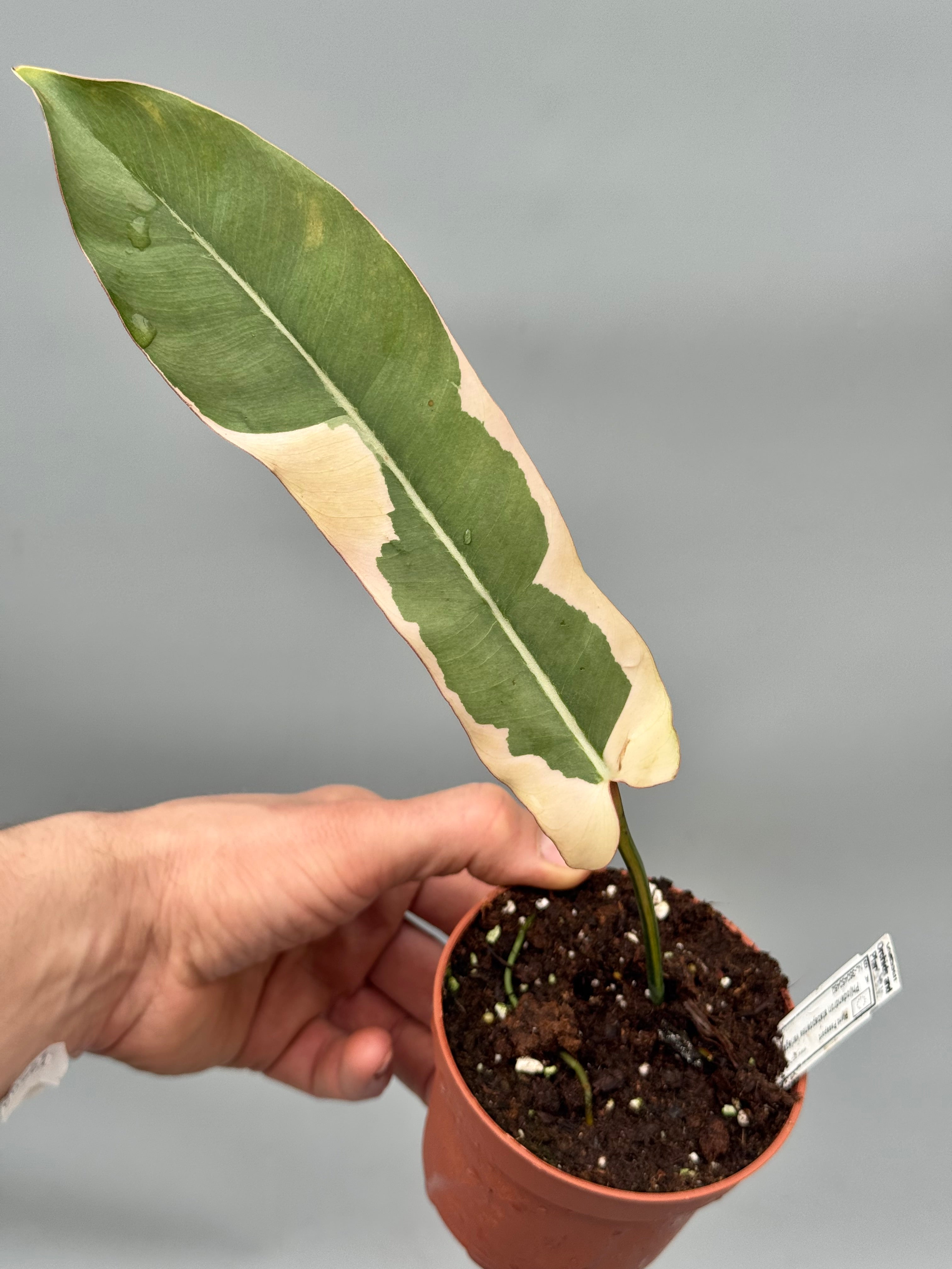 Philodendron atabapoense variegata albo (Leaf Cutting)