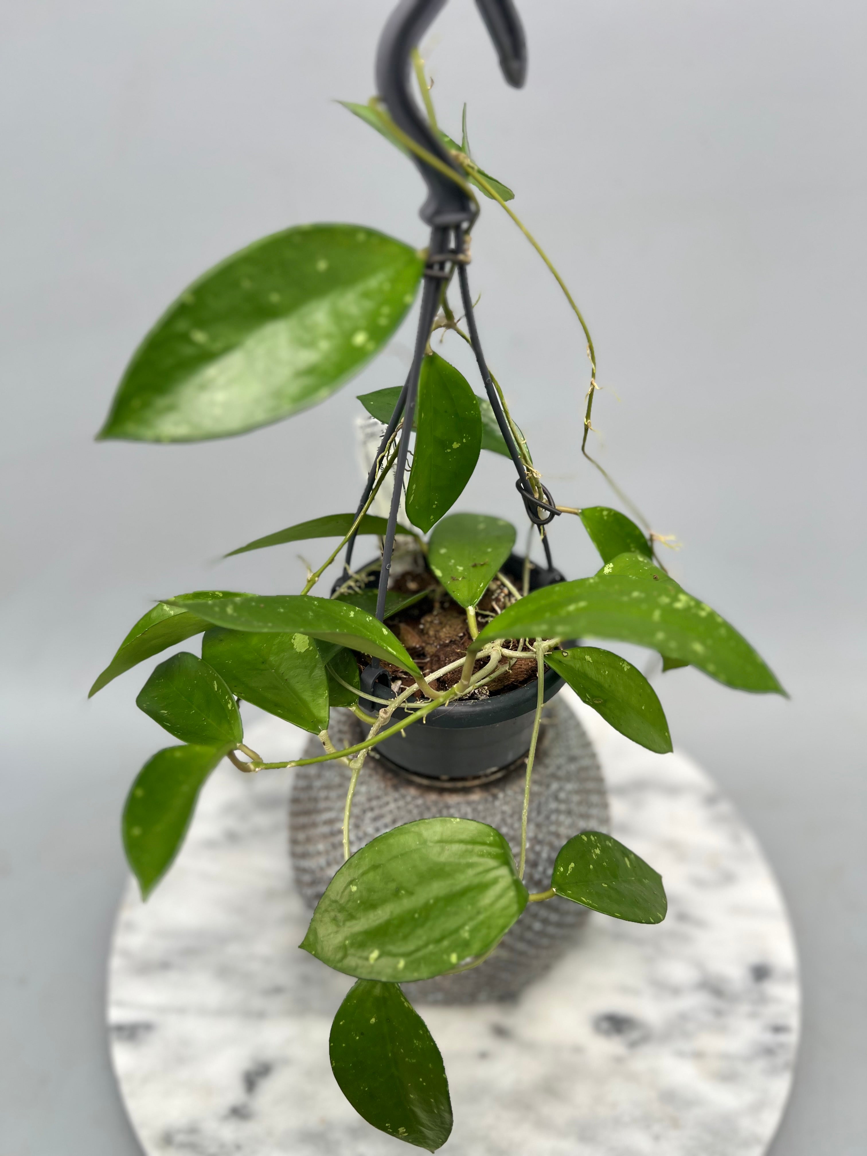 Hoya pottsii splash 'Big Plant'