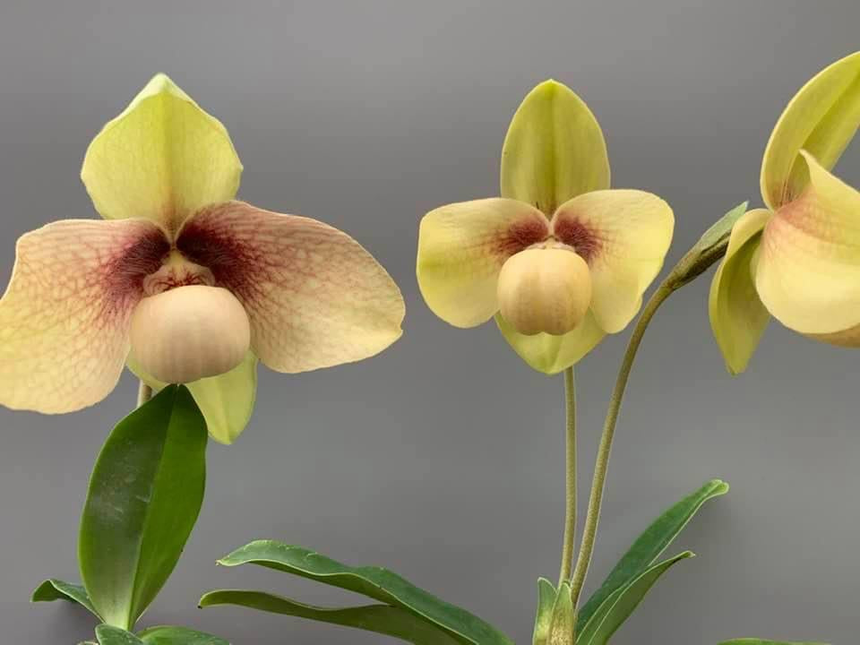 Paphiopedilum hangianum