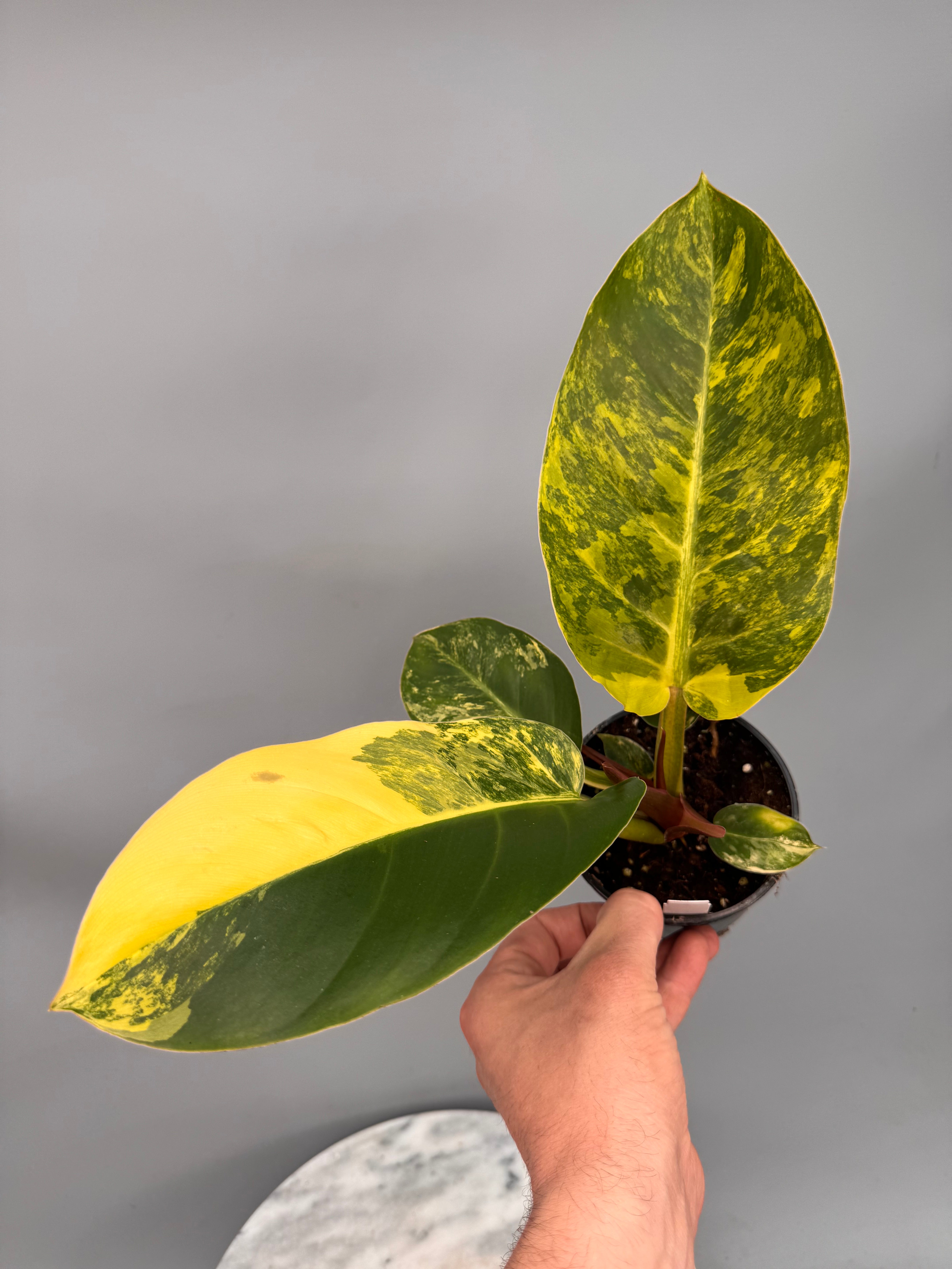 Philodendron Green Congo Variegata aurea nr 1