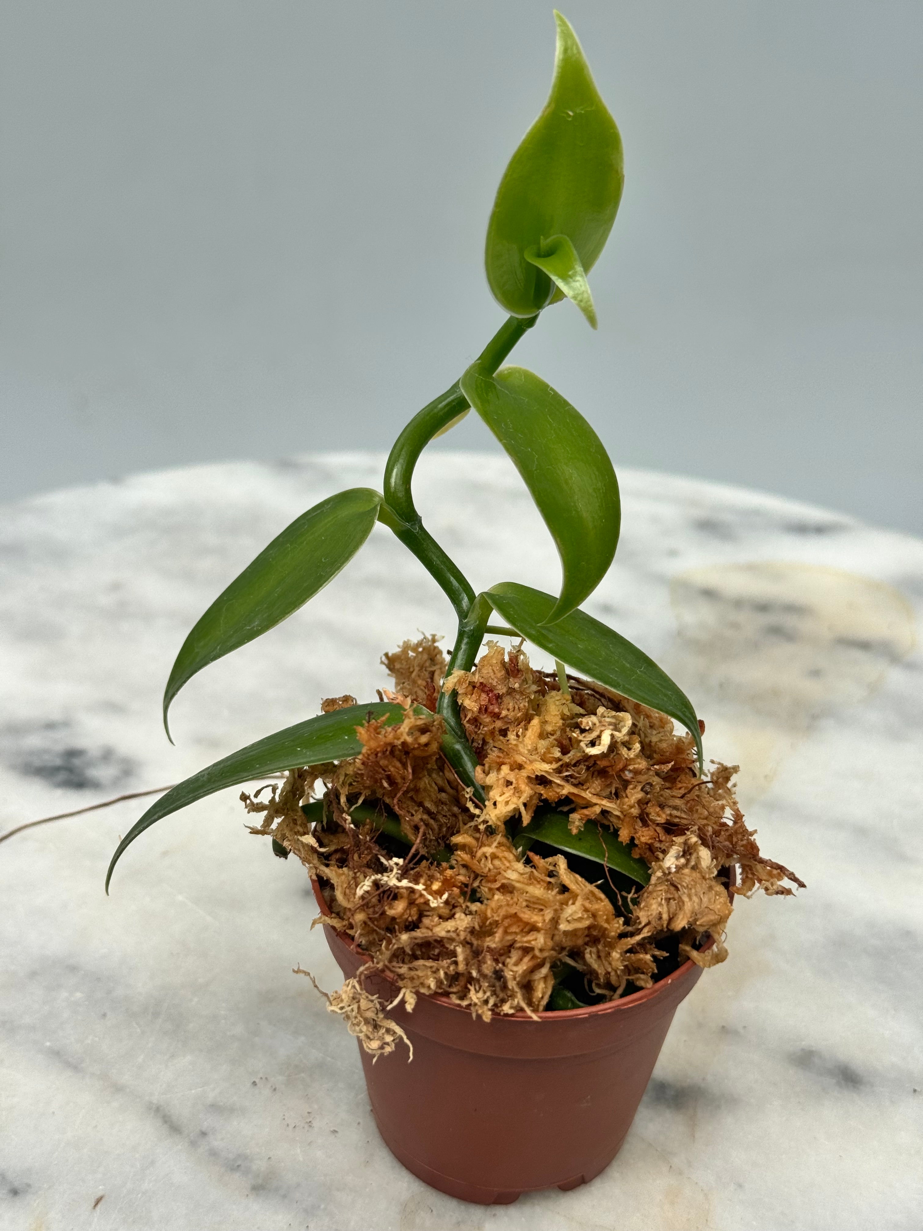 Vanilla planifolia "Green Leaves" small plant