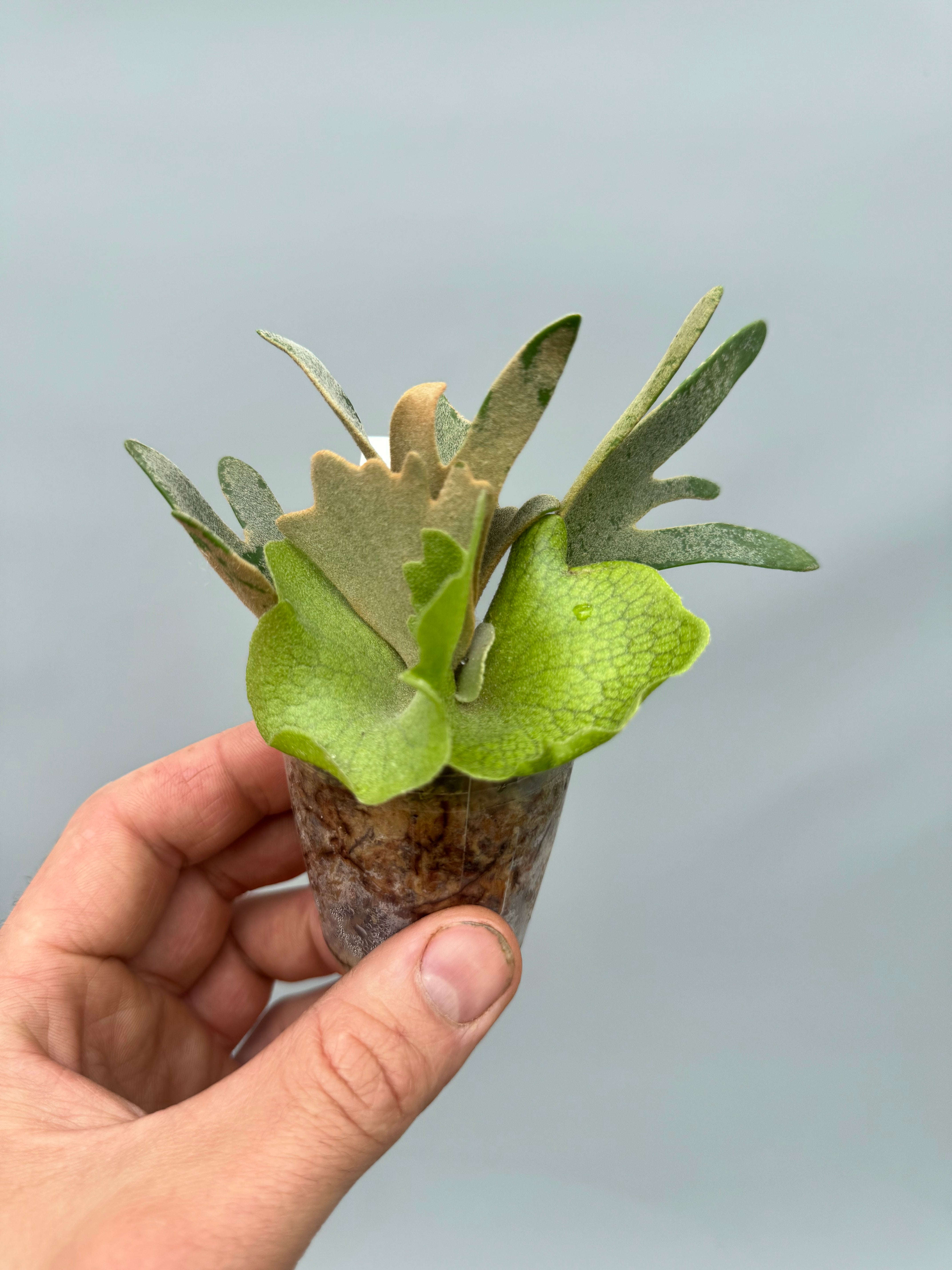 Platycerium willinckii ‘Nano’ (Big Plant)