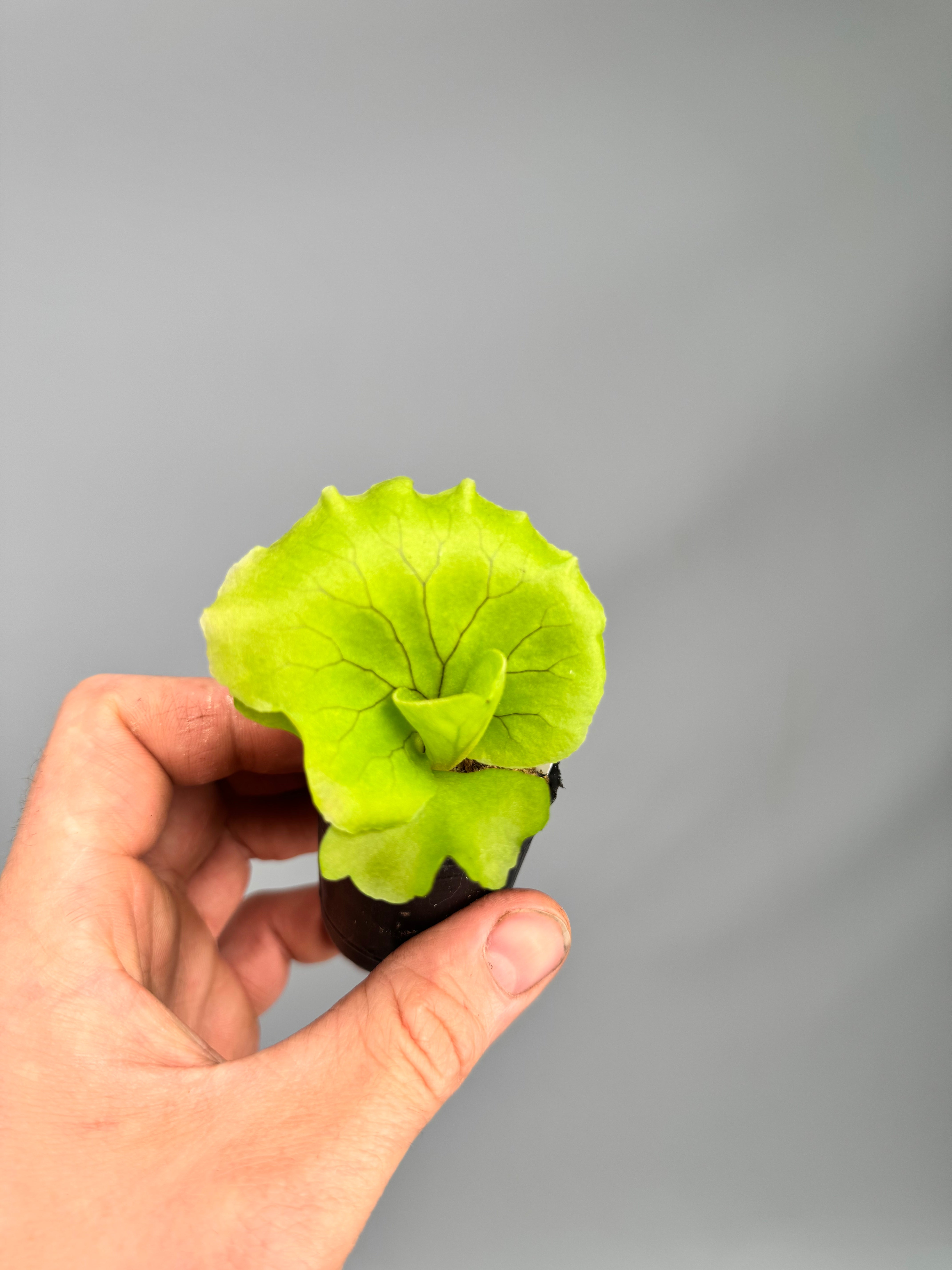 Platycerium Monkey King ‘Big Plant’