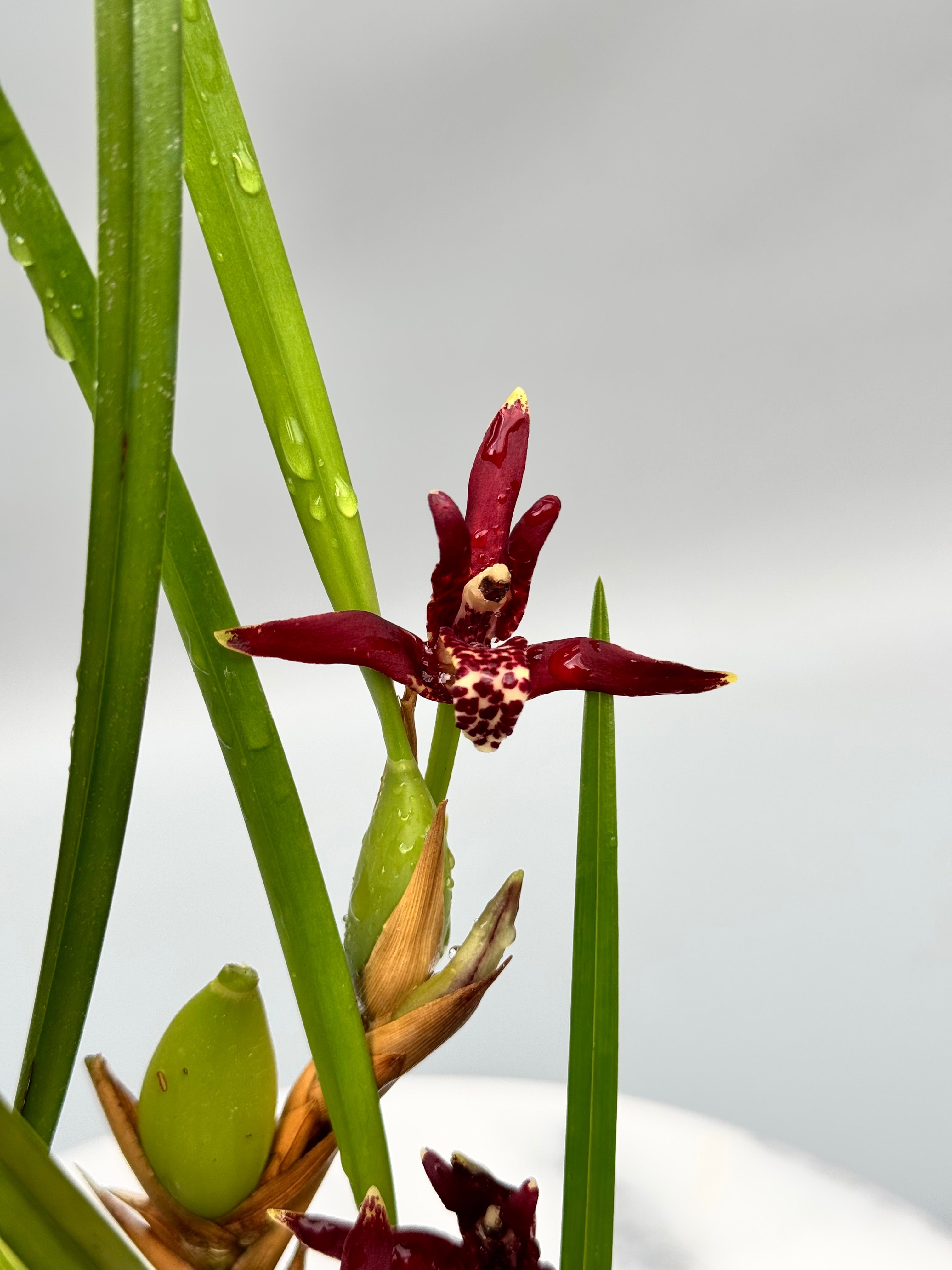 Maxillaria tenuifolia