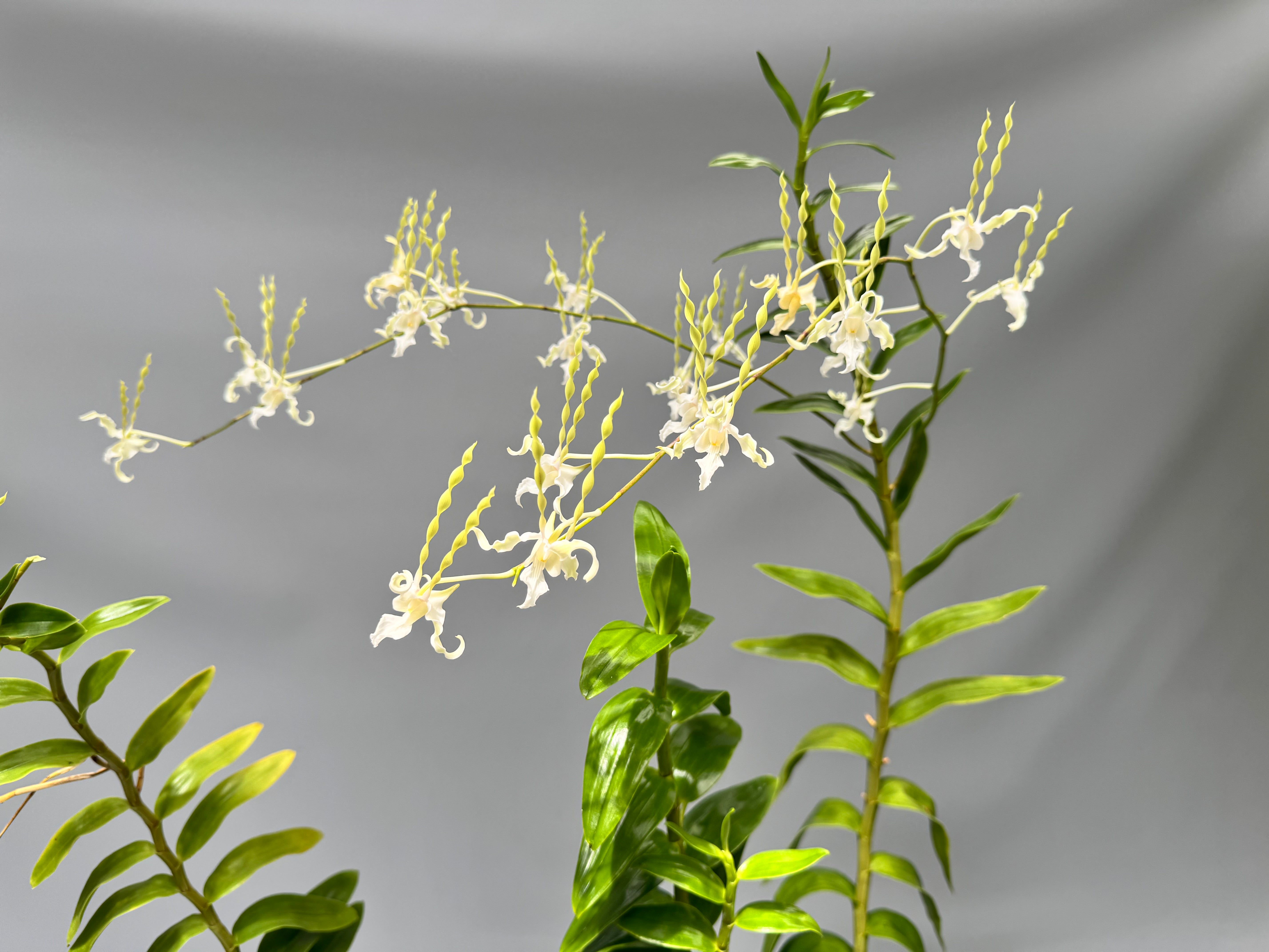 Dendrobium antennatum var. Alba