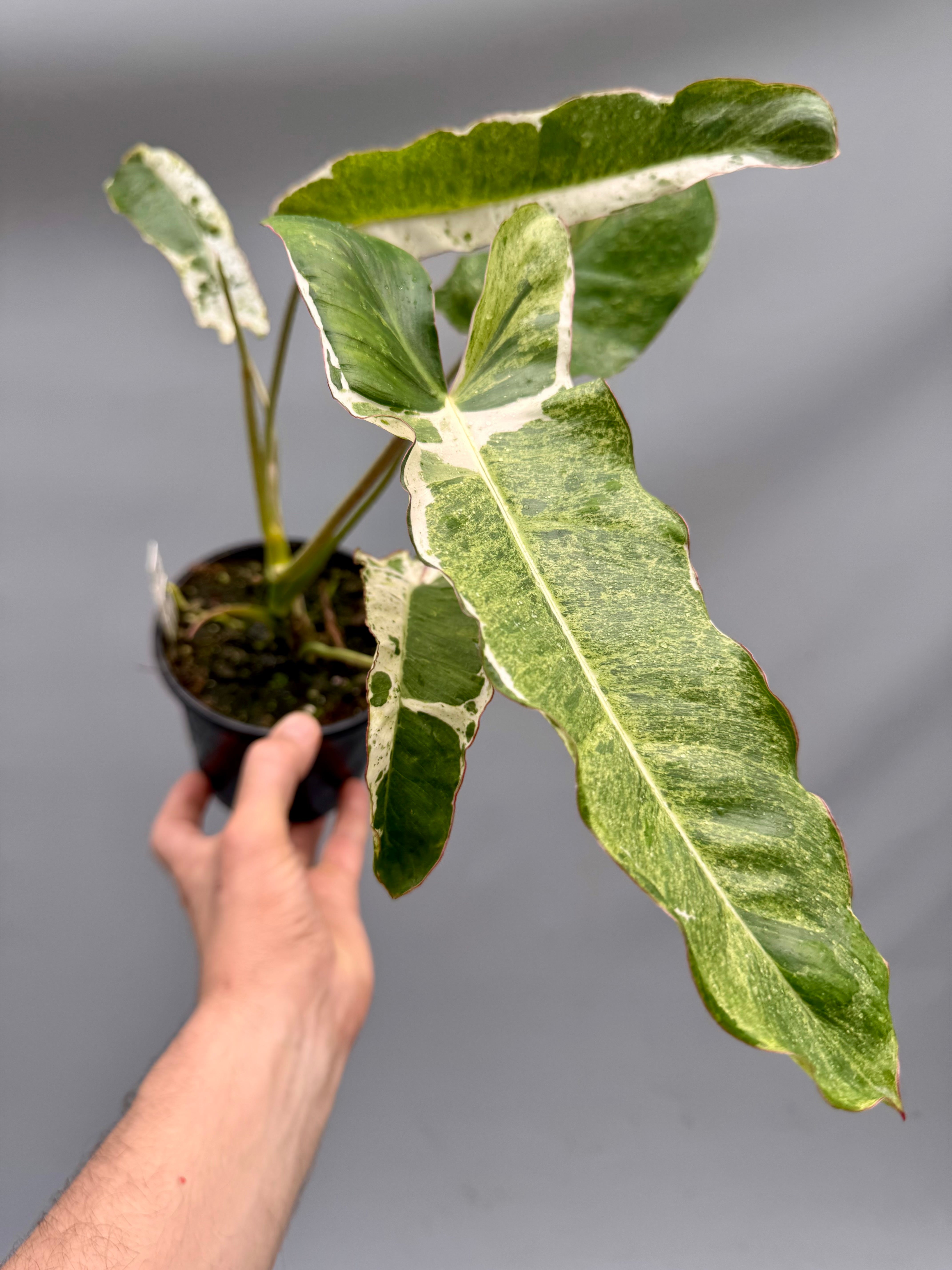 Philodendron Paraiso Verde Variegata Albo