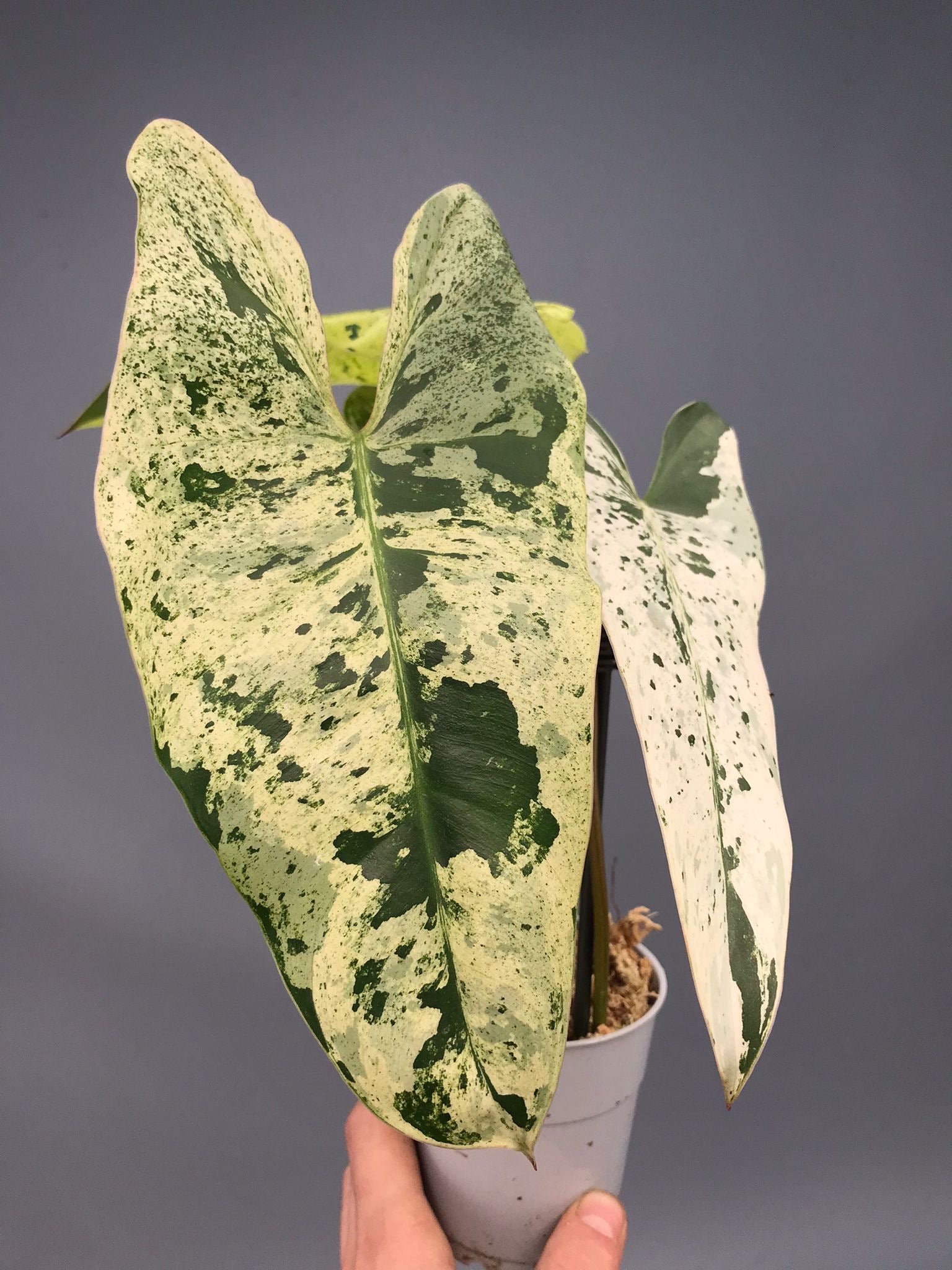 Philodendron ilsemanii nr 1.0