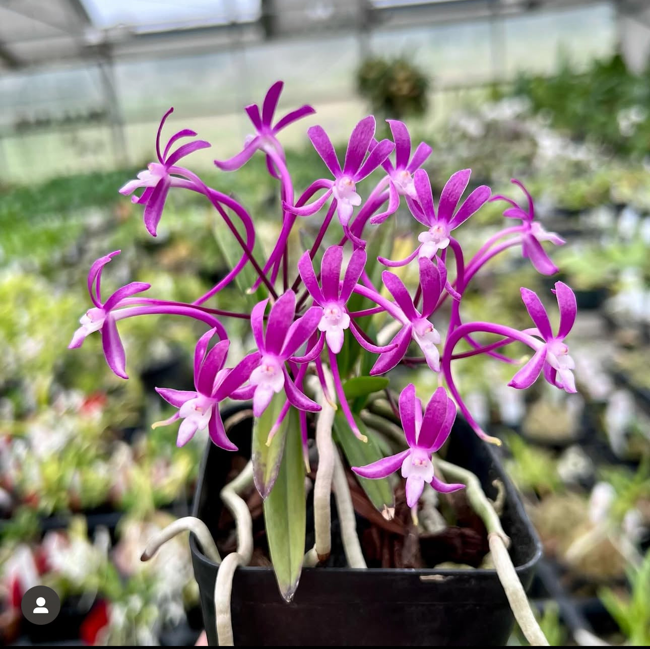 Neofinetia falcata cv. Koto