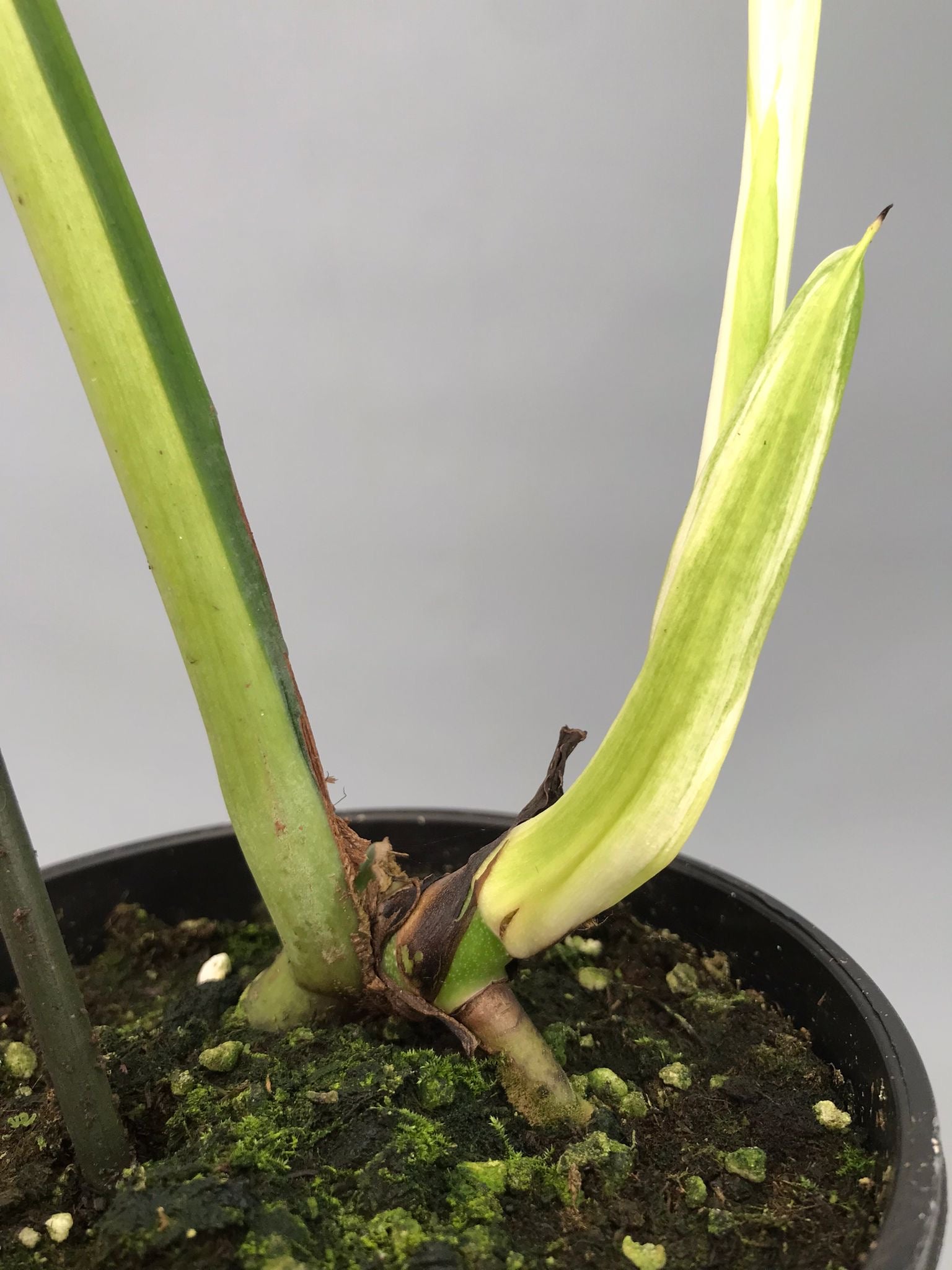 Monstera White Lava 'Lalamove' ( 1 laeve cutting)