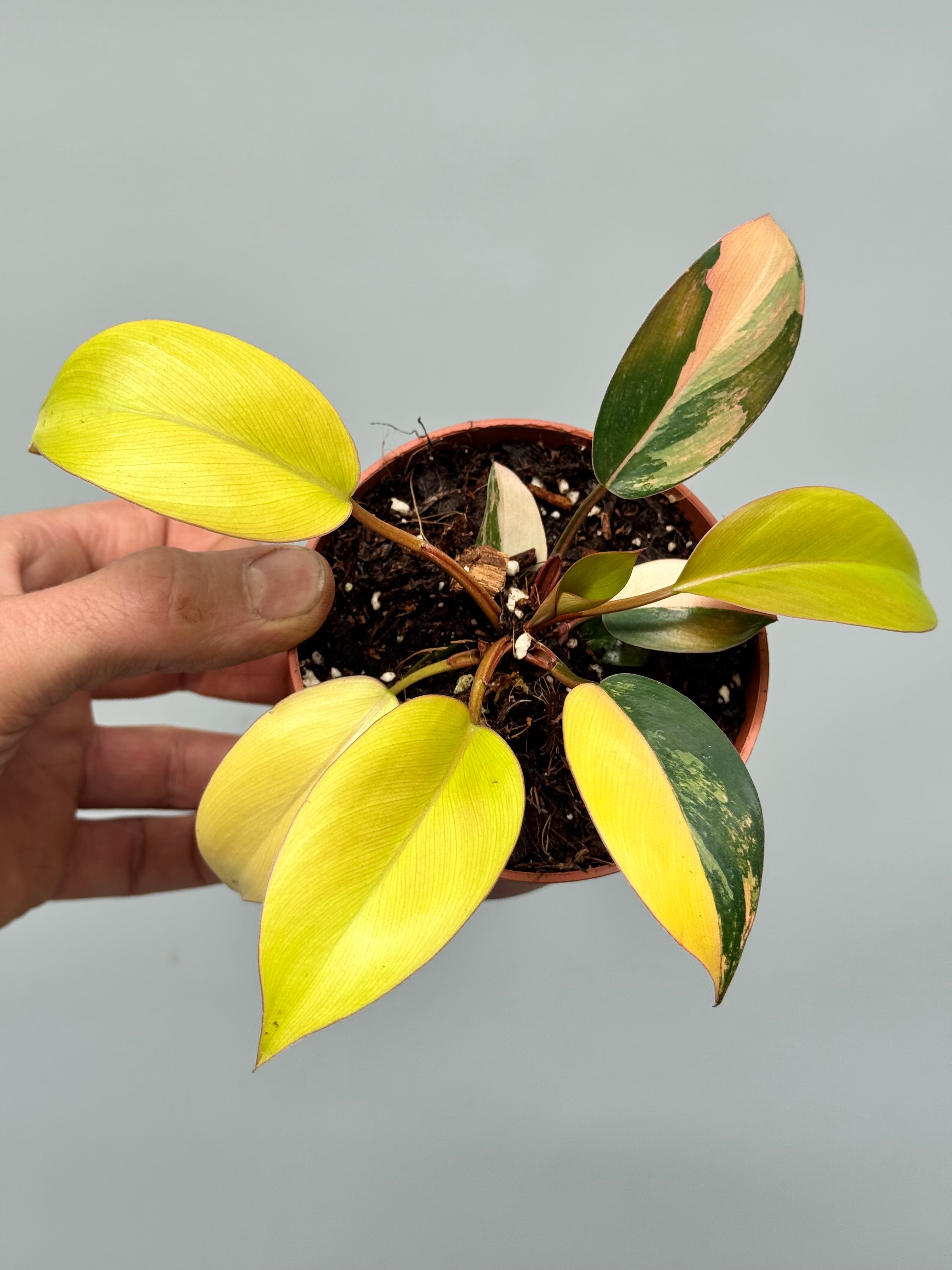 Philodendron Green Congo Variegata