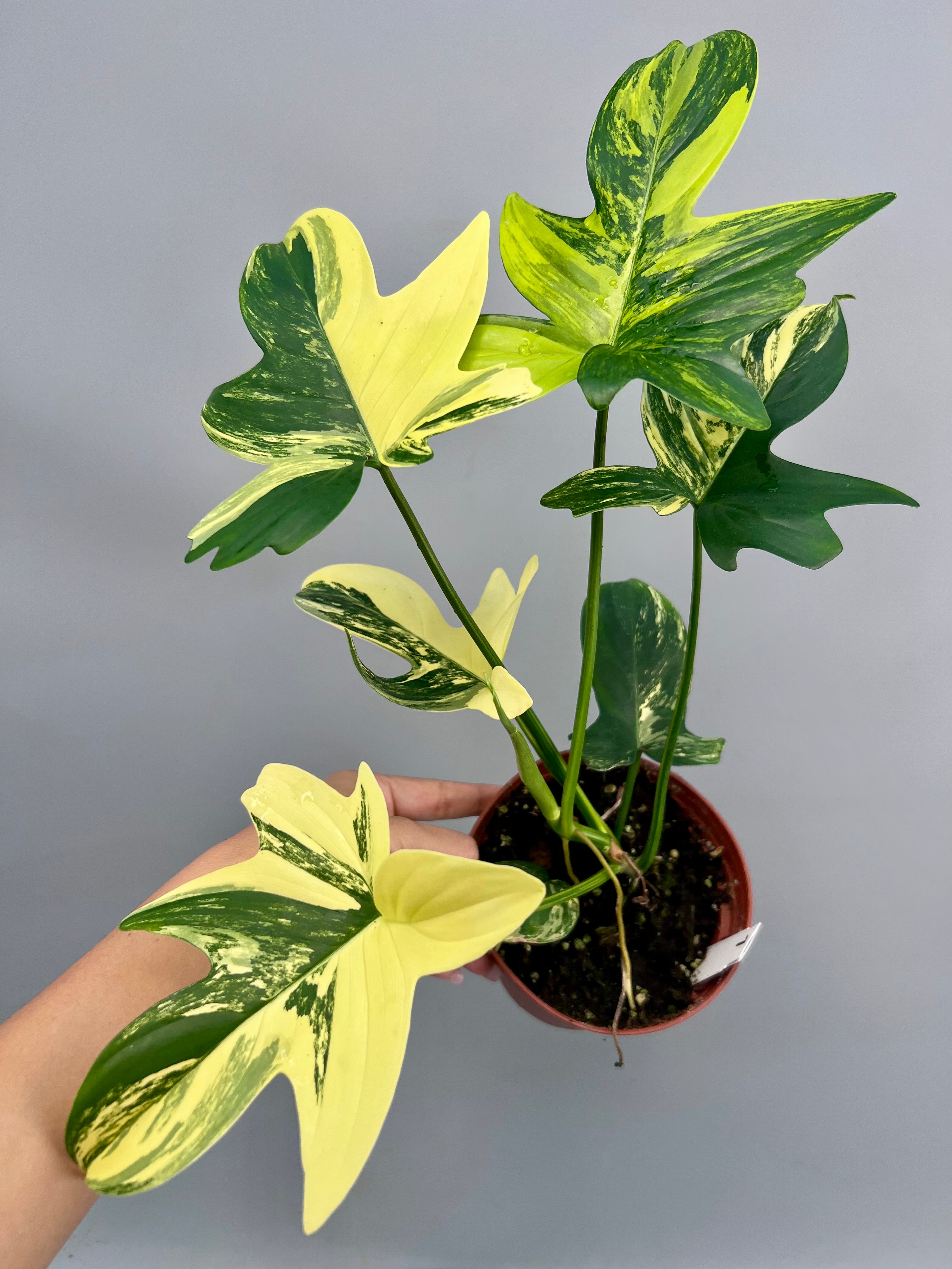 Philodendron squamiferium variegated (Nr 1.2)