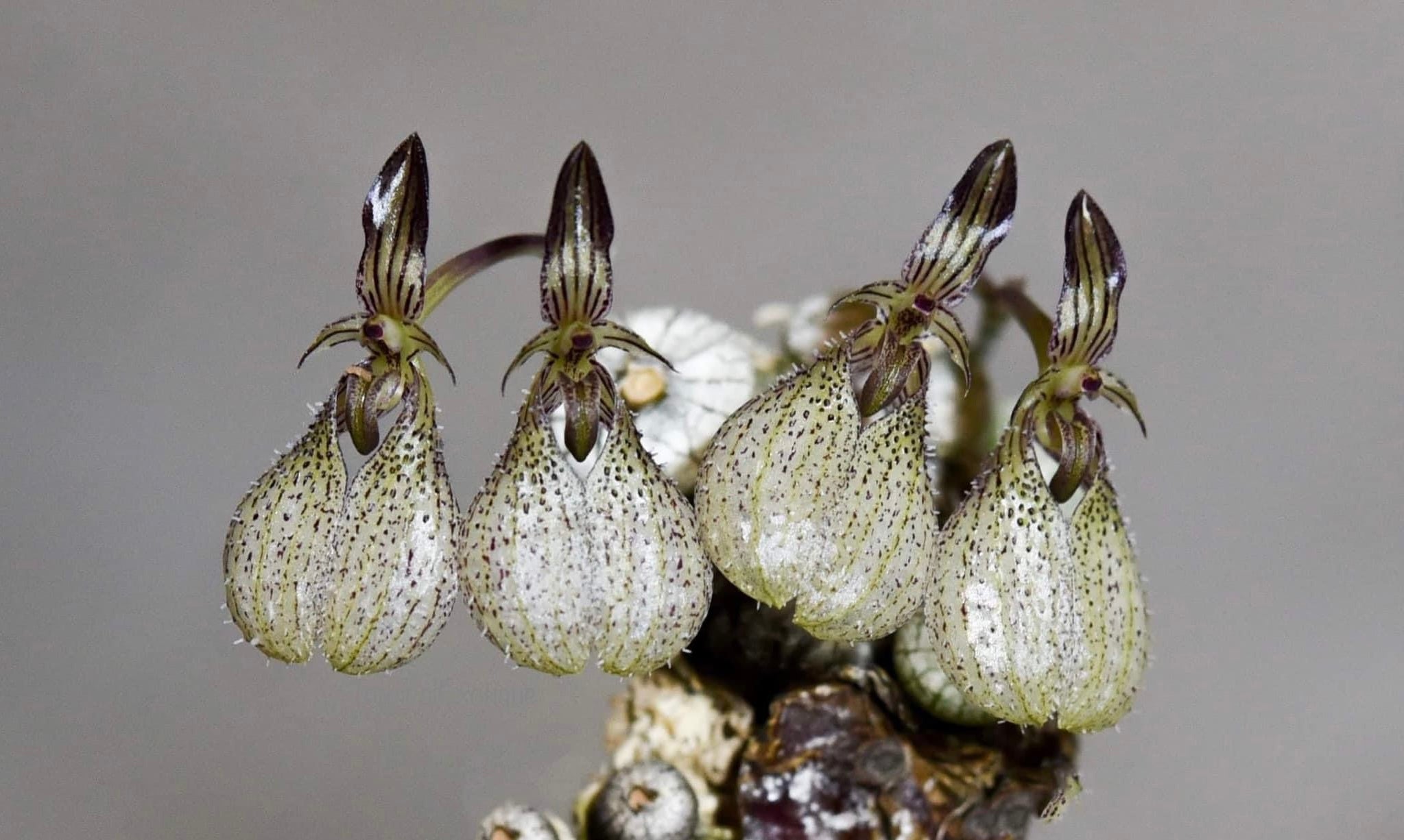 Bulbophyllum polliculosum