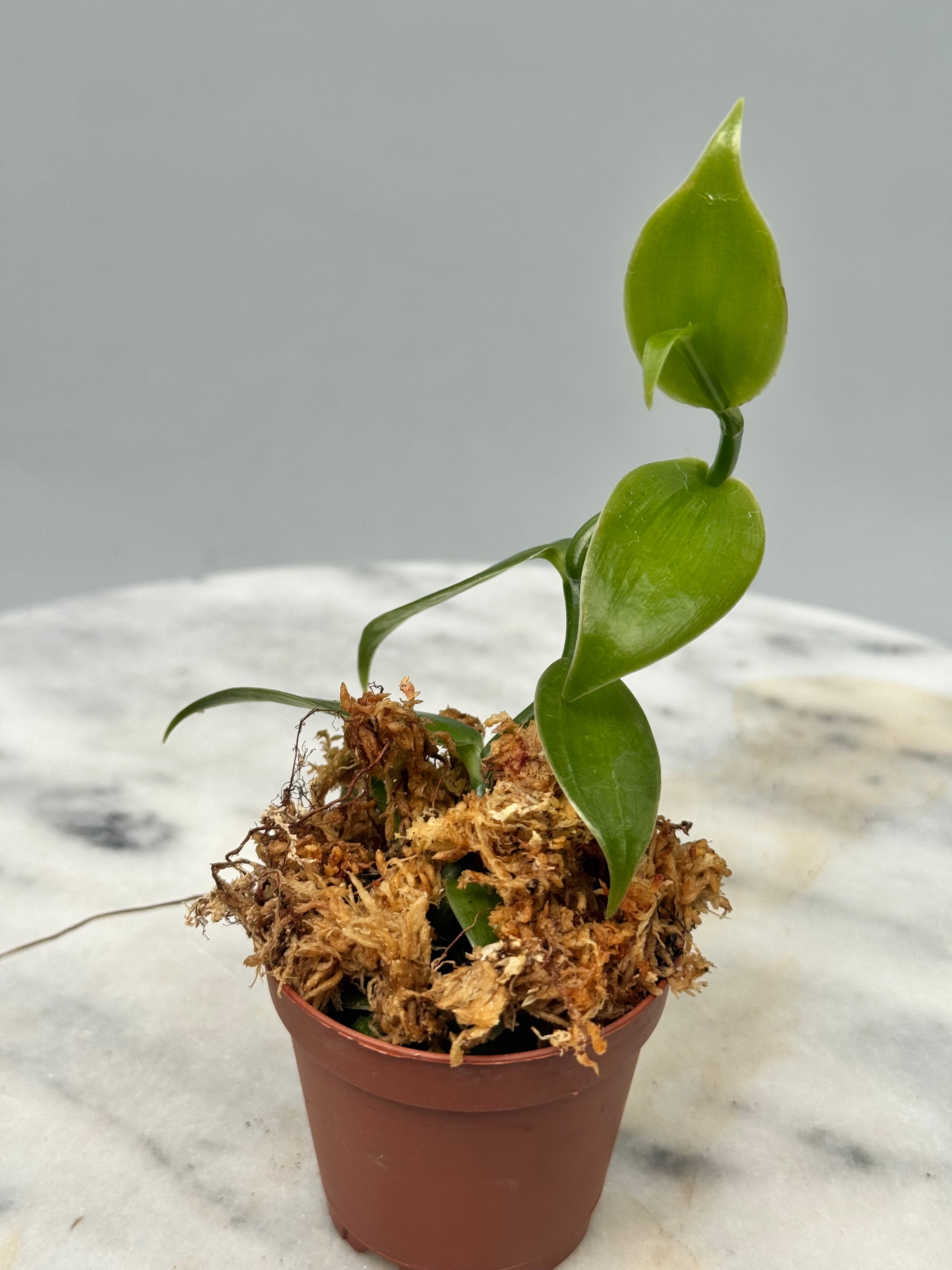 Vanilla planifolia "Green Leaves" small plant