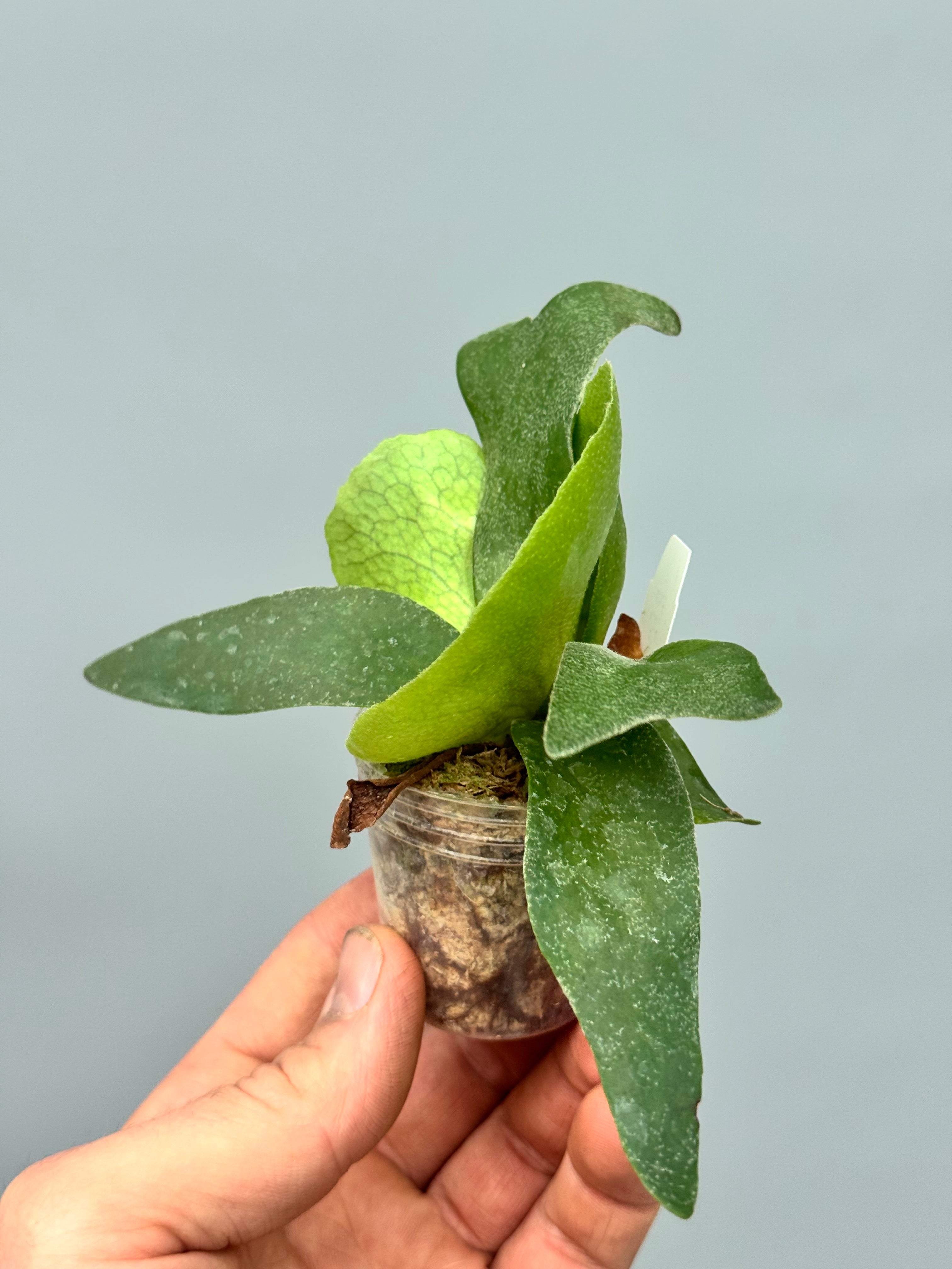 Platycerium Foongsiqi