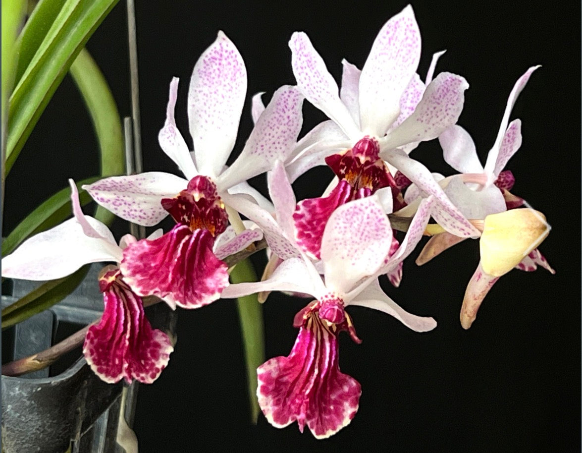 Holcoglossum kimballianum x Rhynchostylis gigantea