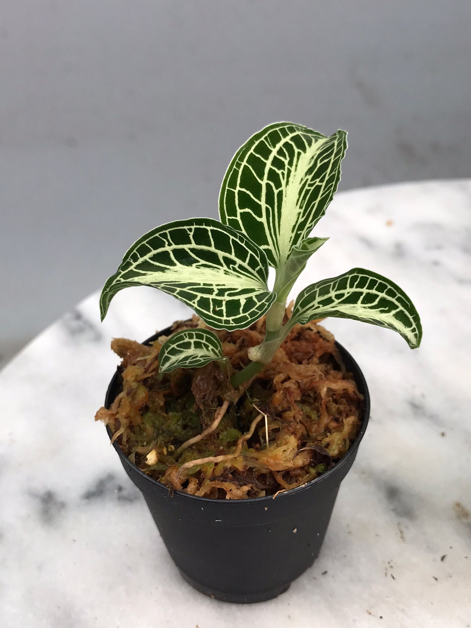 Anoectochilus siamensis