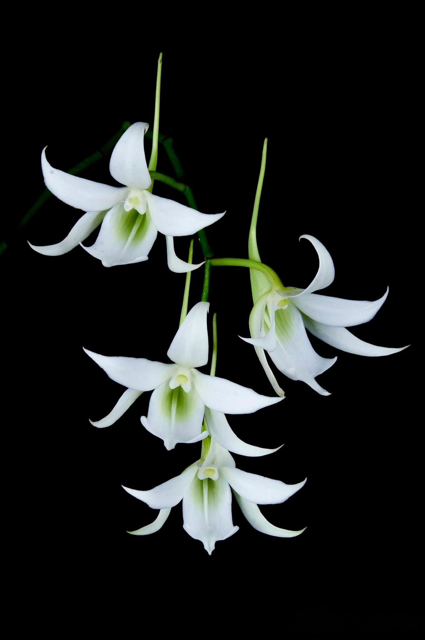 Sobennikoffia robusta