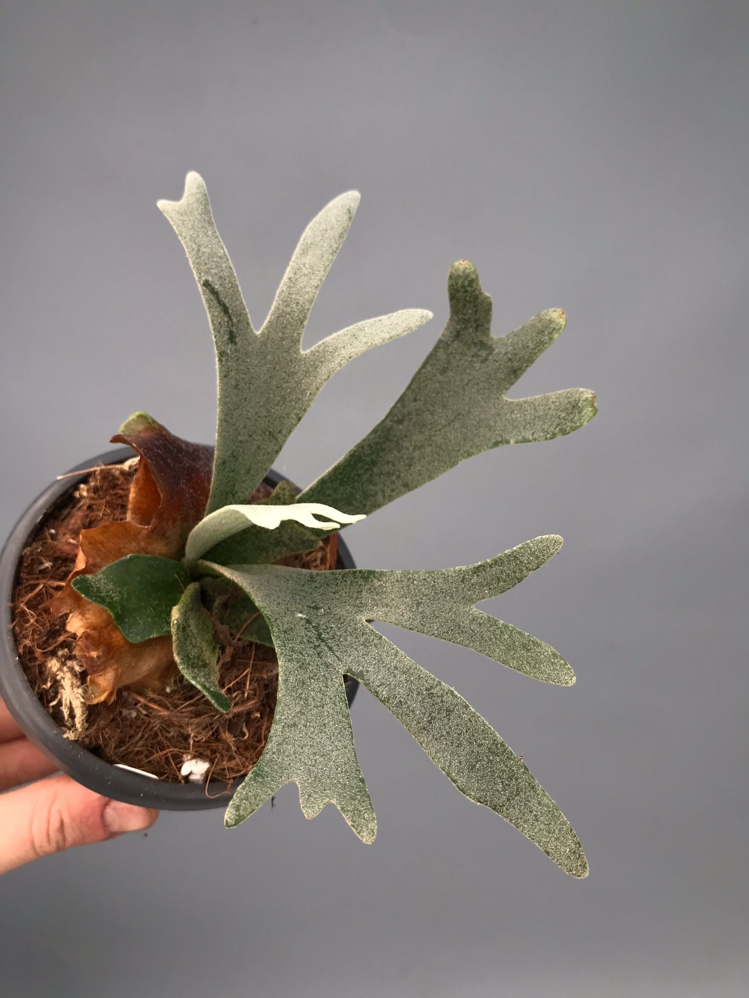 Platycerium willinckii "Bacteria"DWARF (Medium Plant)