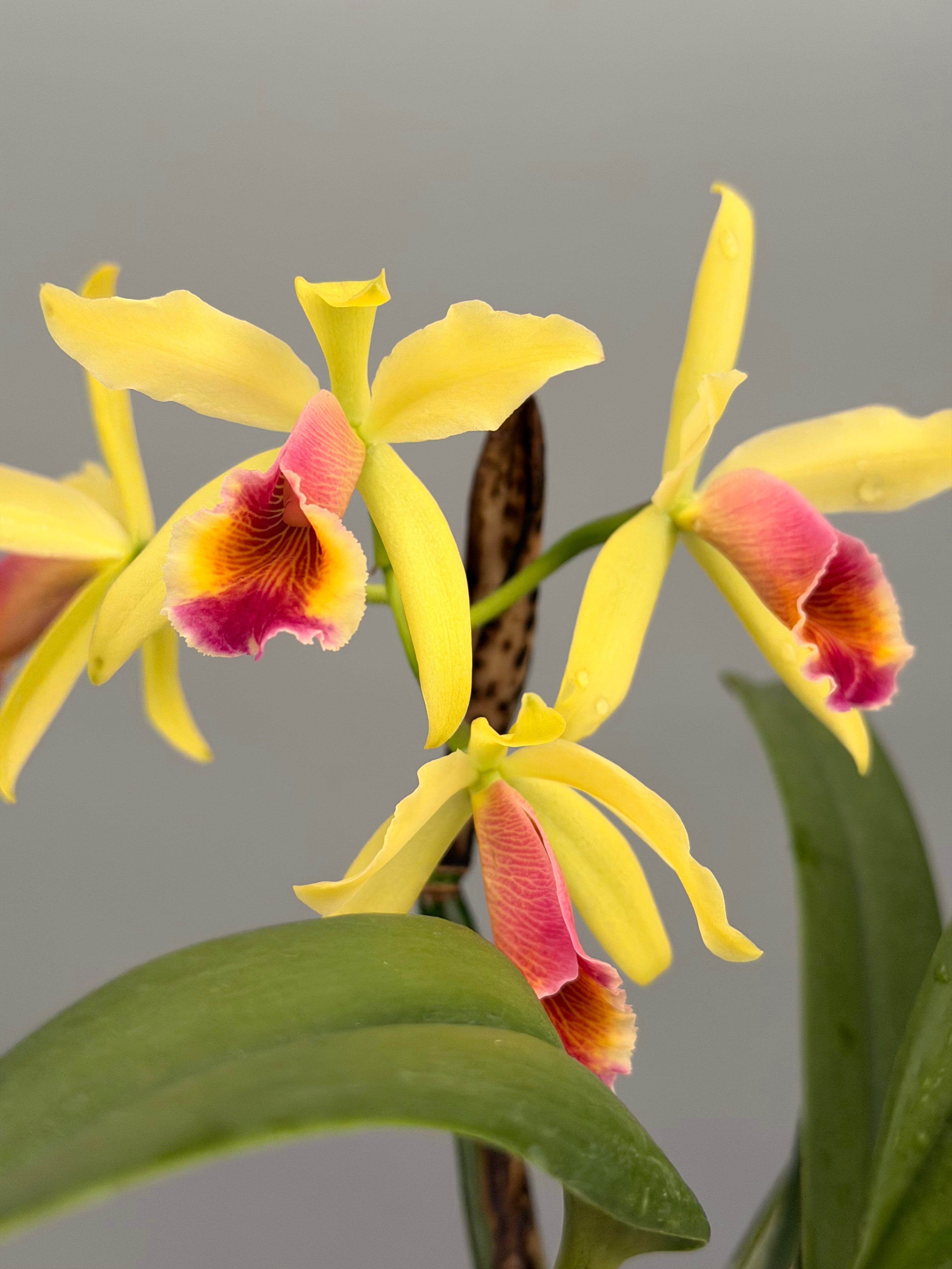 Cattleya ‘Aurora’ (C. dowiana x C.luteola)