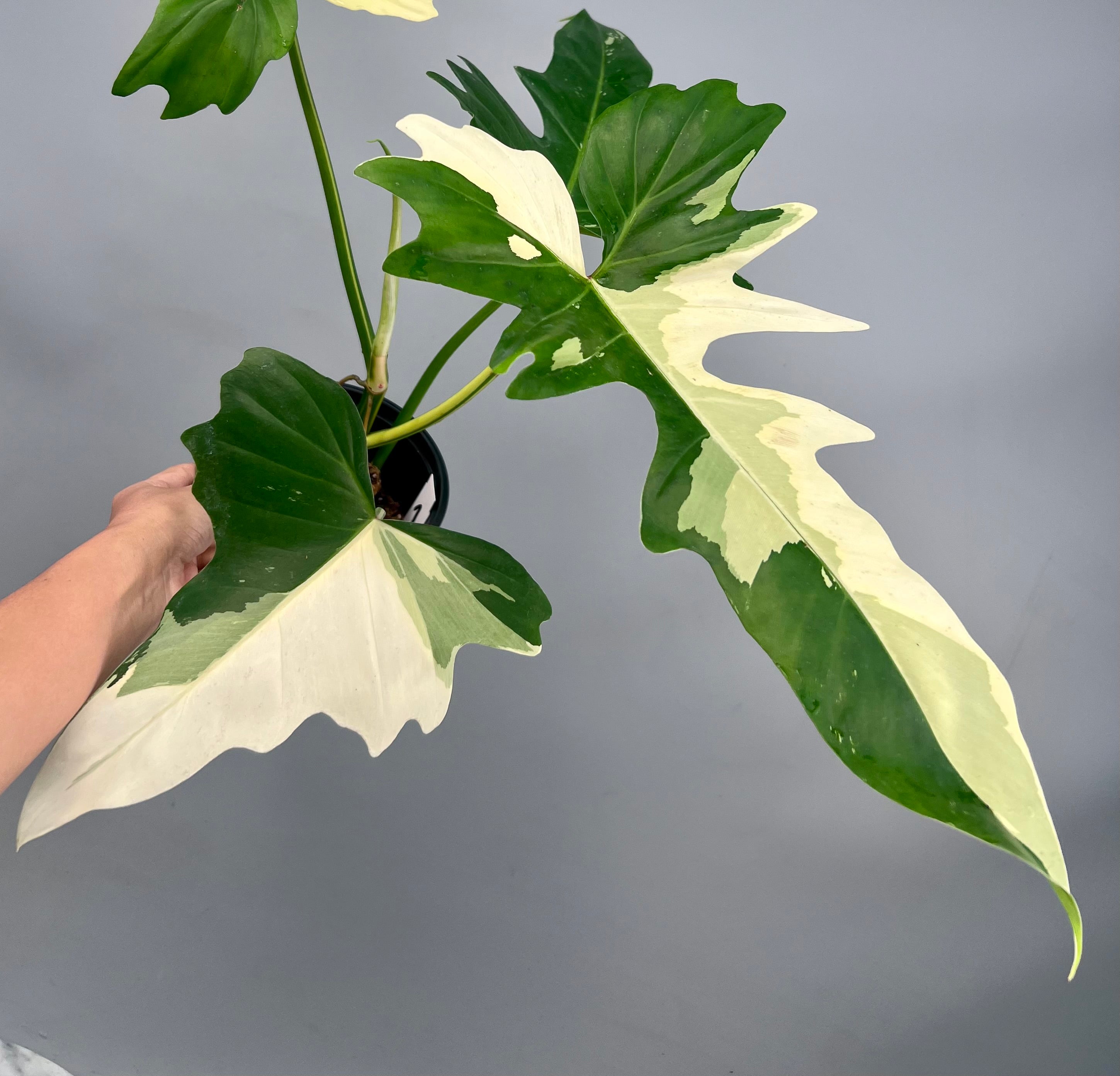 Philodendron Golden Dragon variegated albo