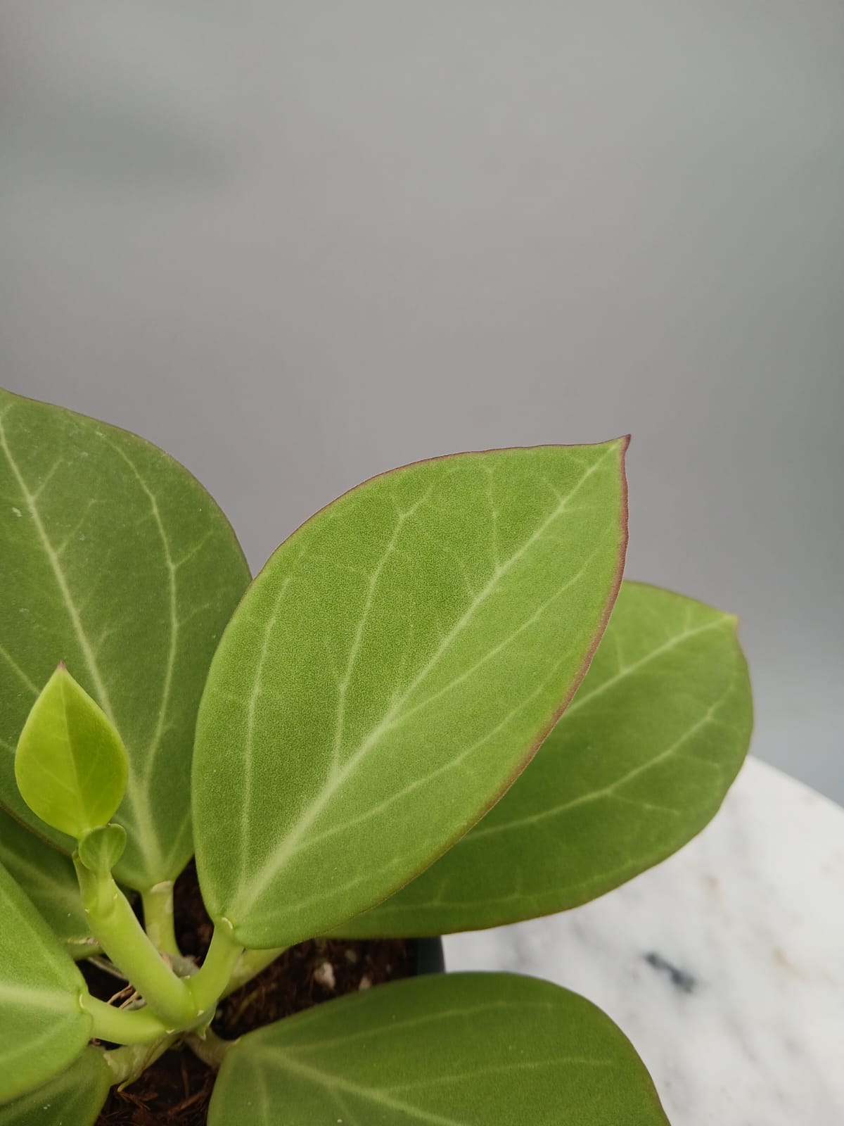 Hoya Pachyclada "White" Big Leaves