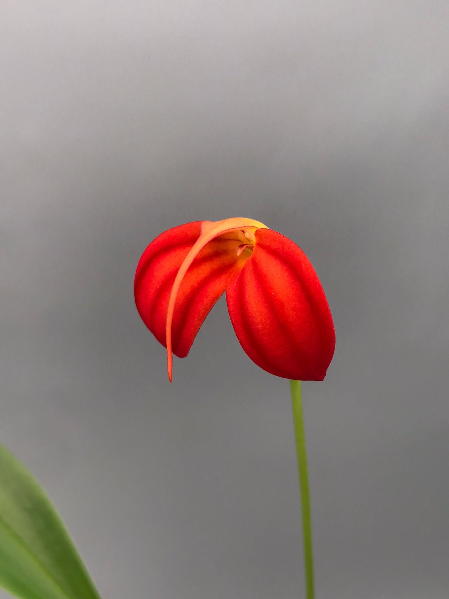 Masdevallia ignea 'Winter Flame'