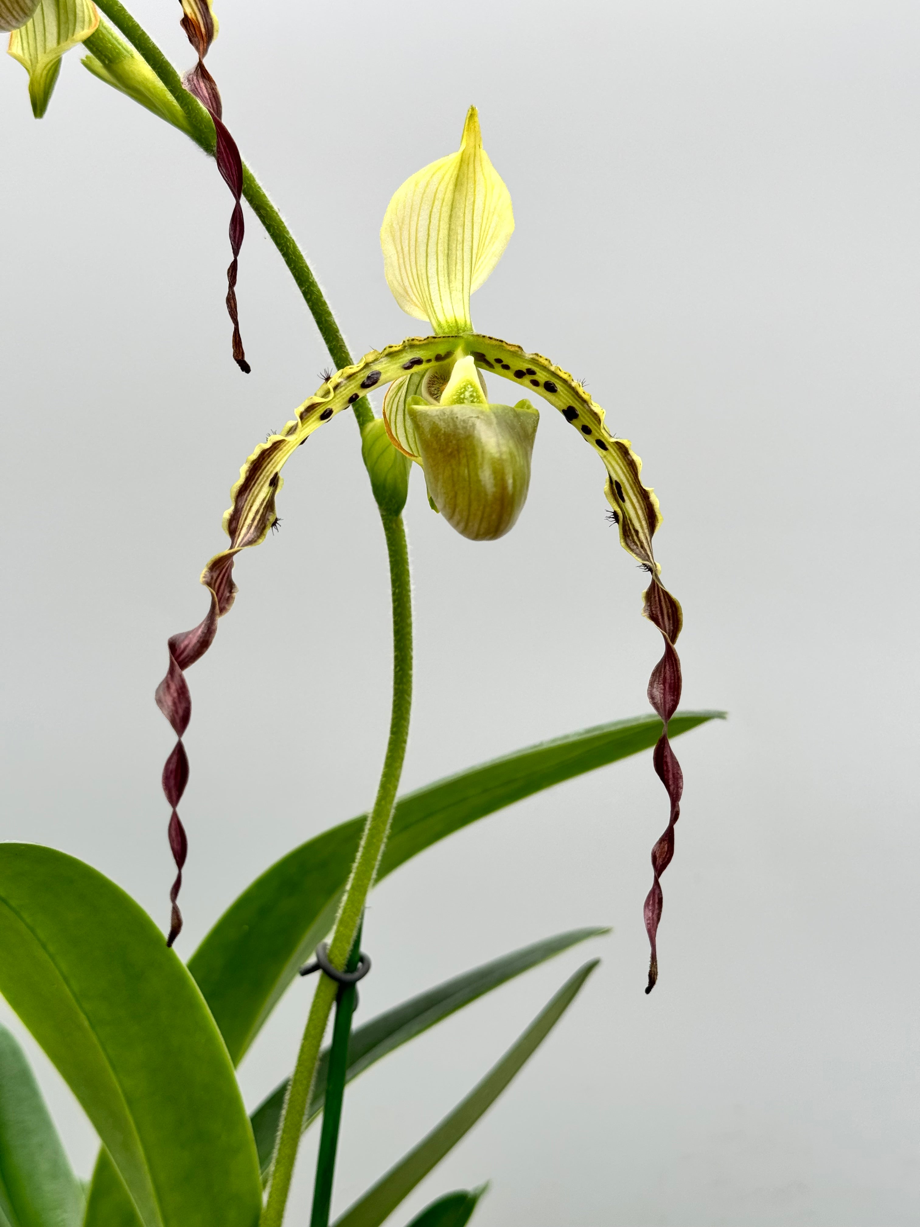 Paphiopedilum parishii