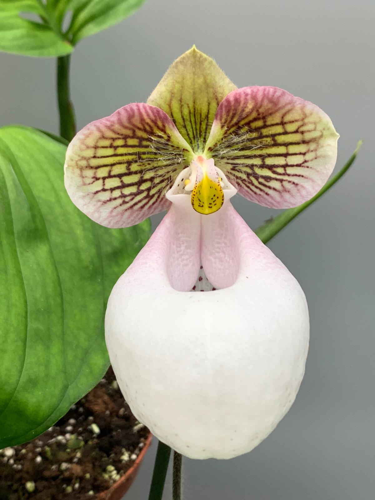 Paphiopedilum micranthum