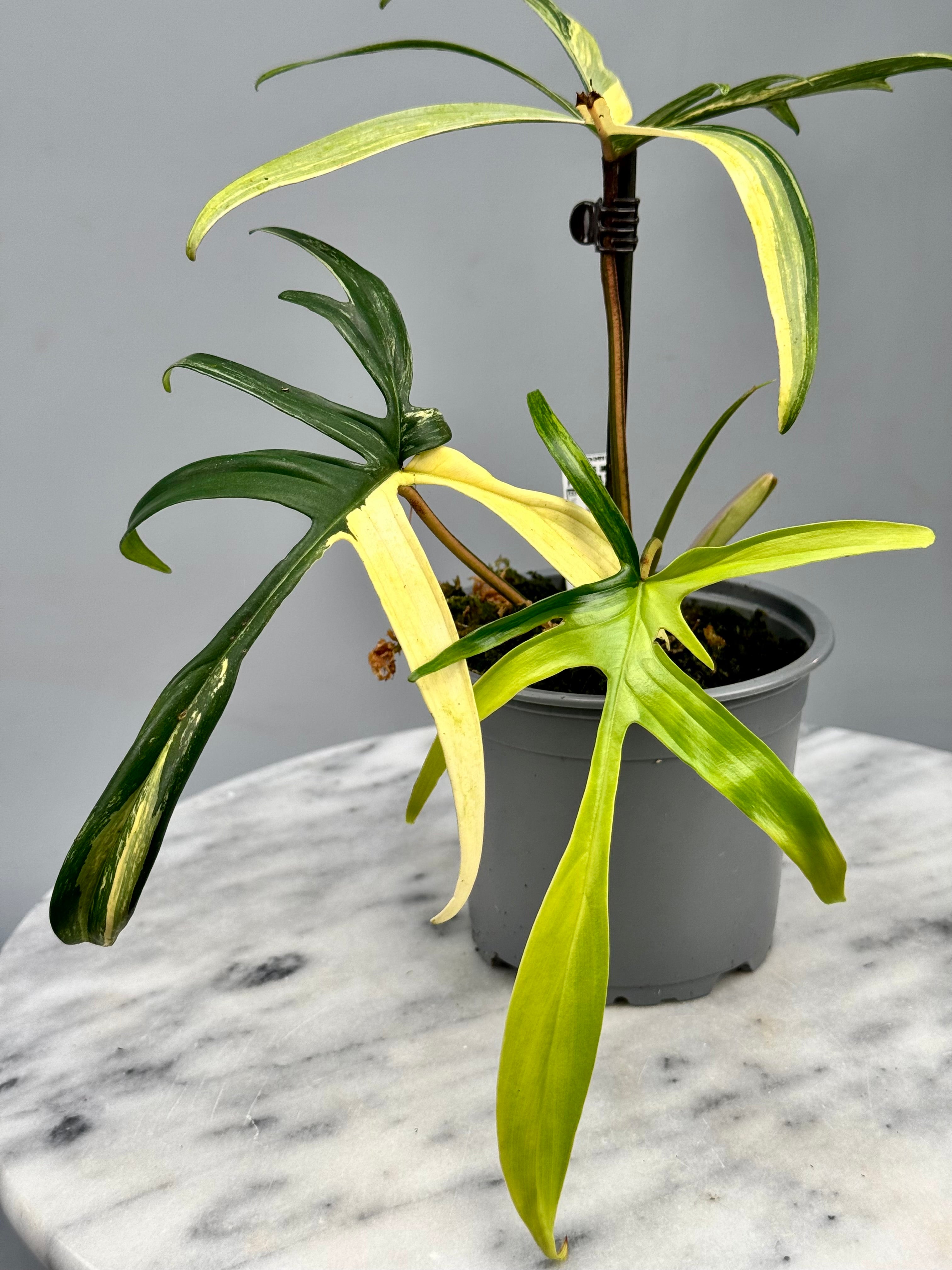 Philodendron Florida Beauty x polypodioides nr 2