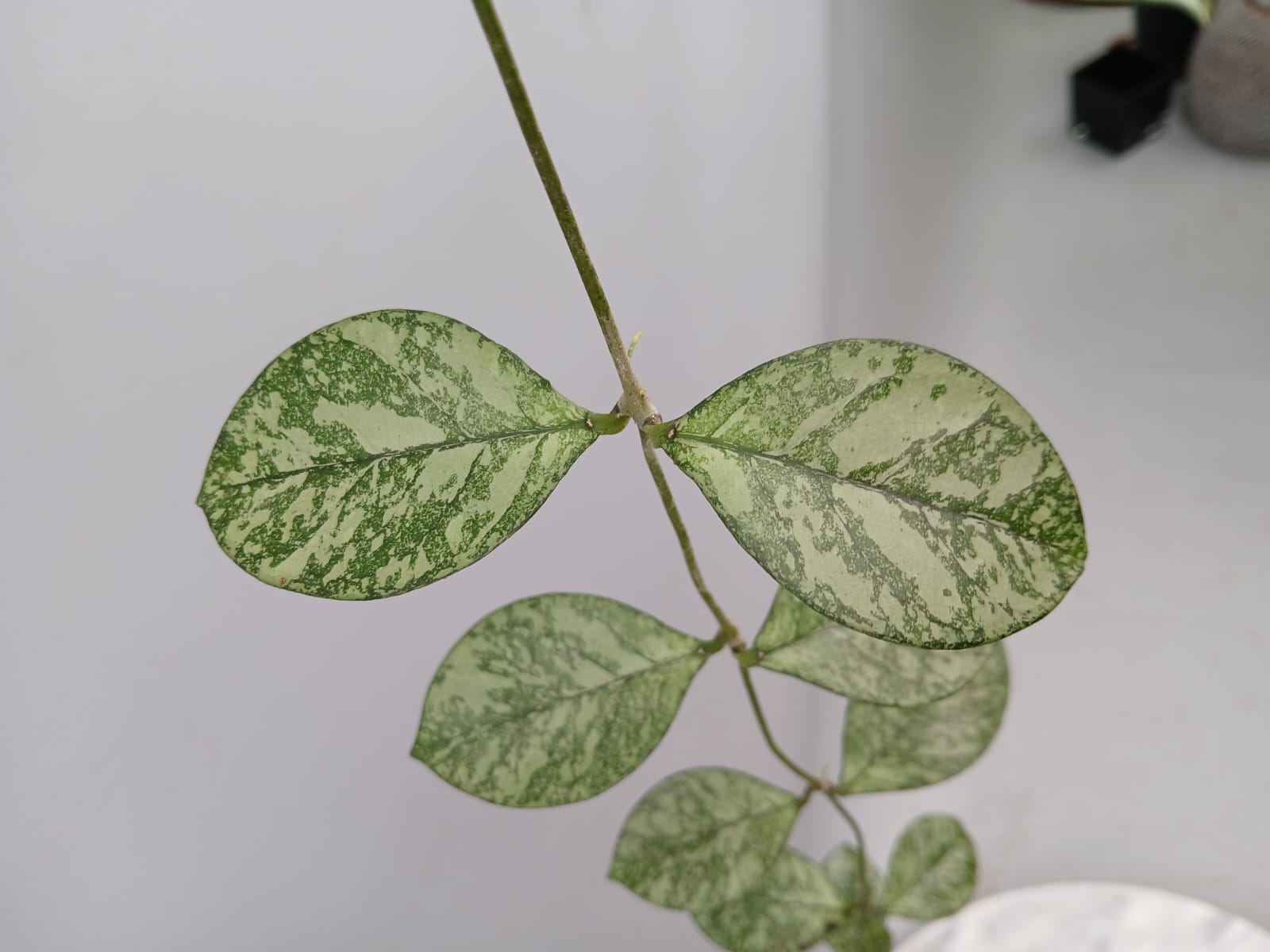 Hoya crassipetiolata ‘Silver Splash’
