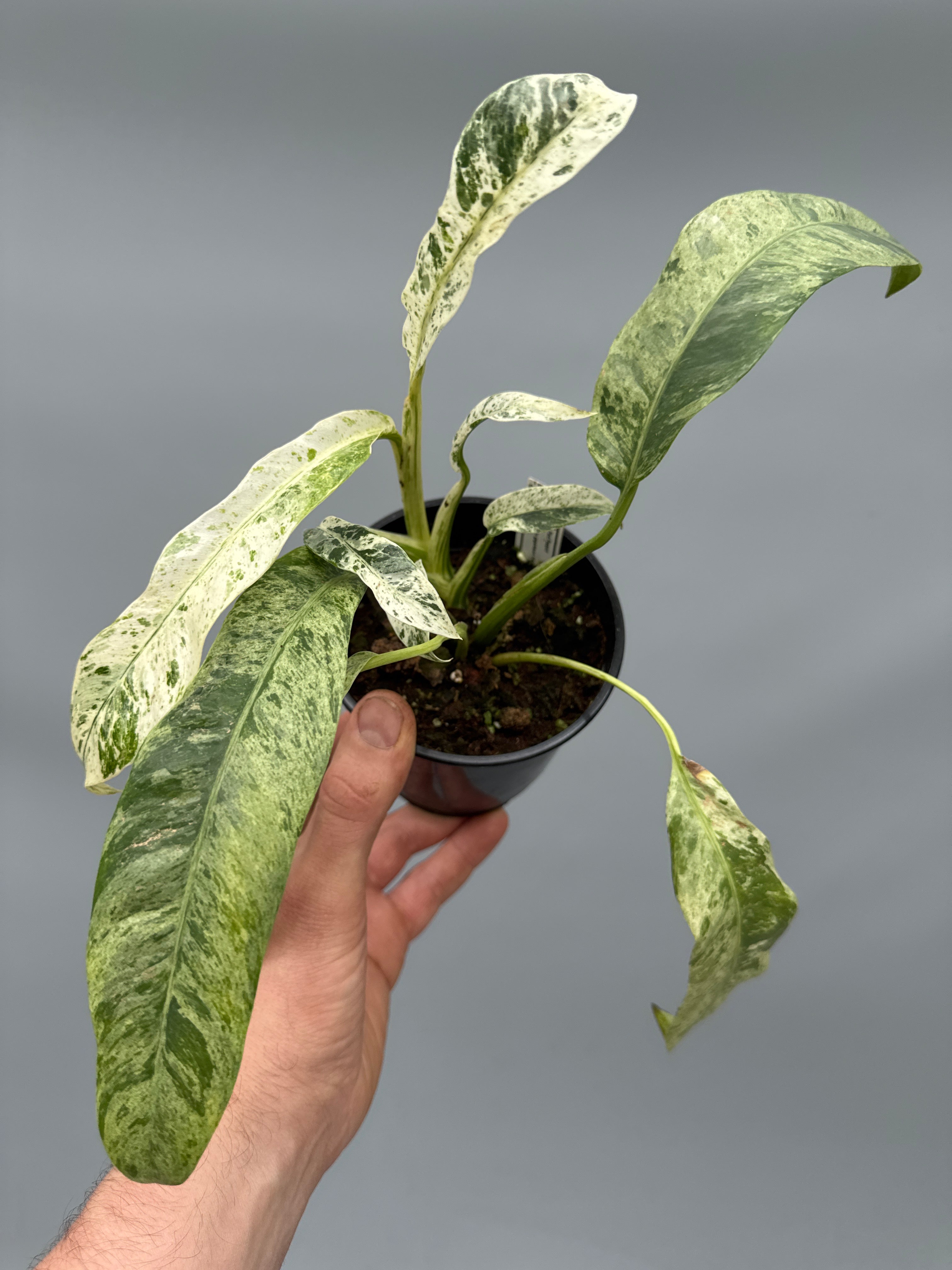 Epipremnum giganteum Variegated ‘Small Plant’