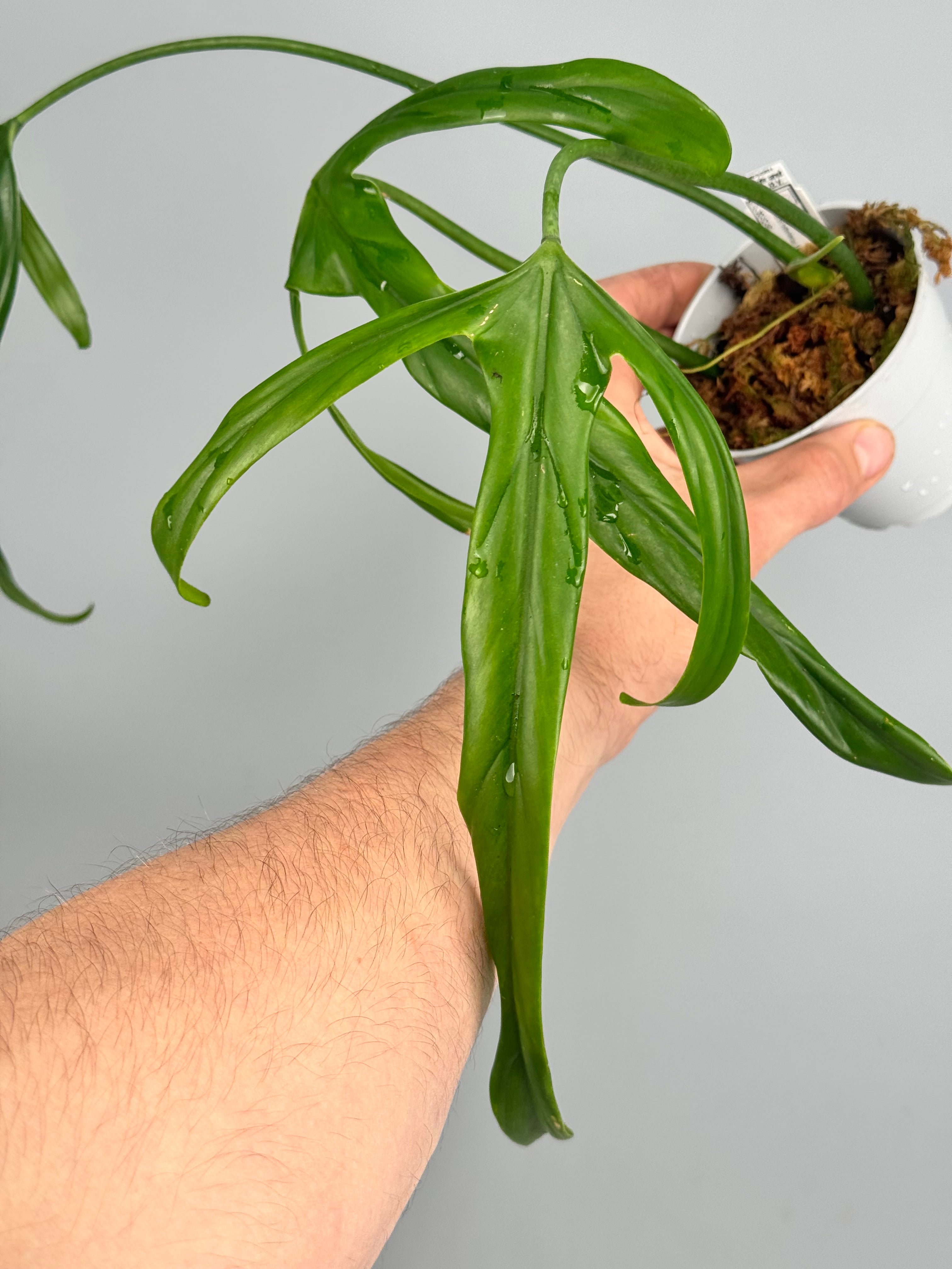 Philodendron holtonianum Variegata/GREEN